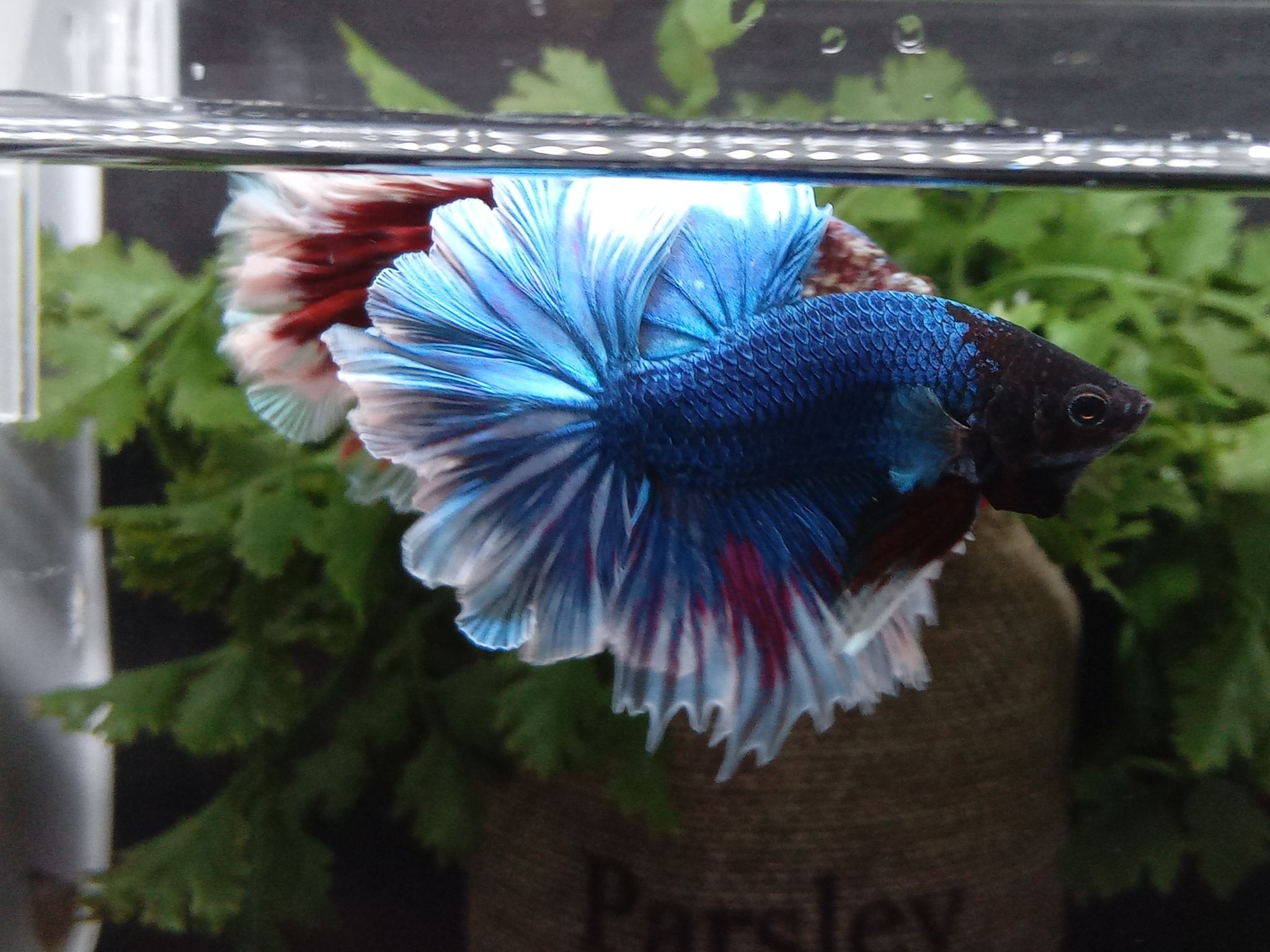 Feathertail Big Ear Turquoise Black Head