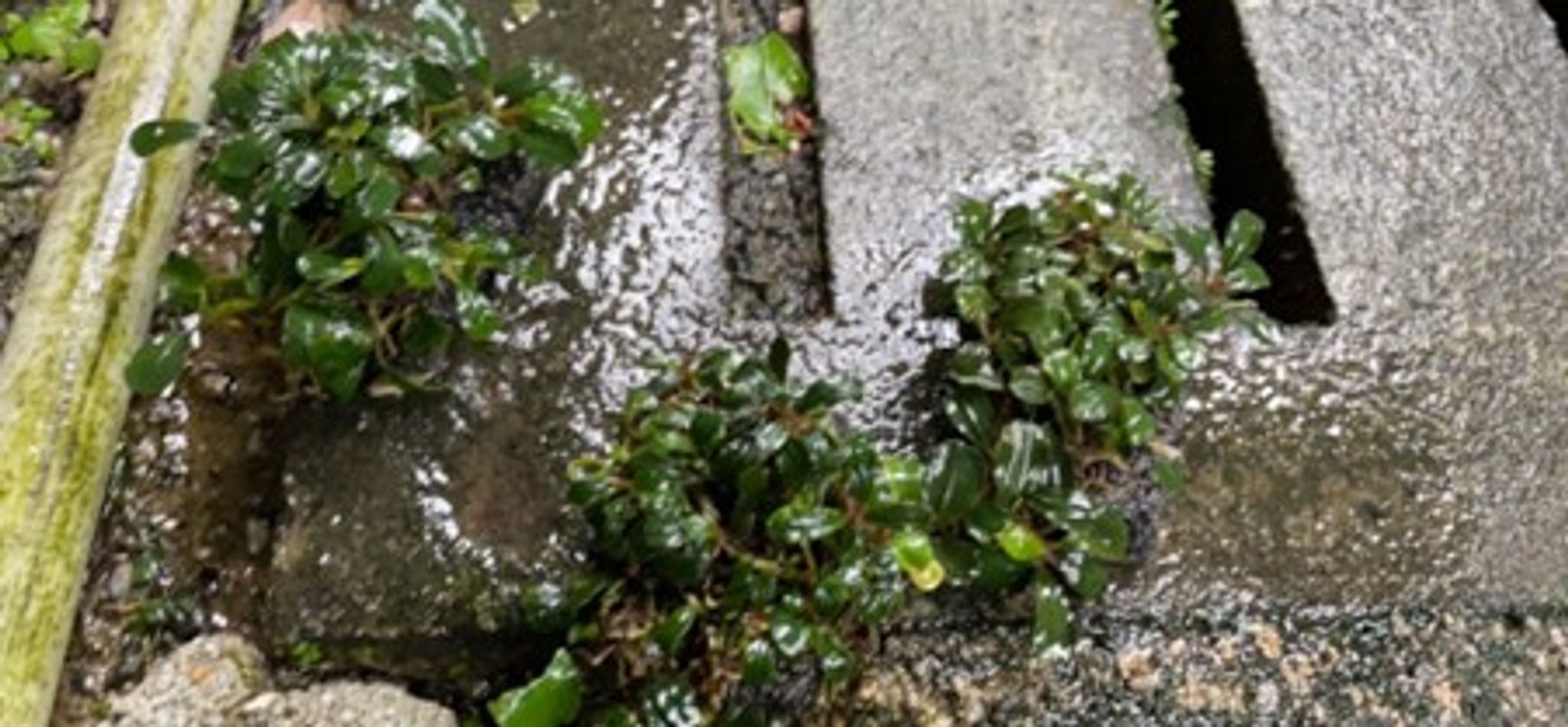Bucephalandra Species