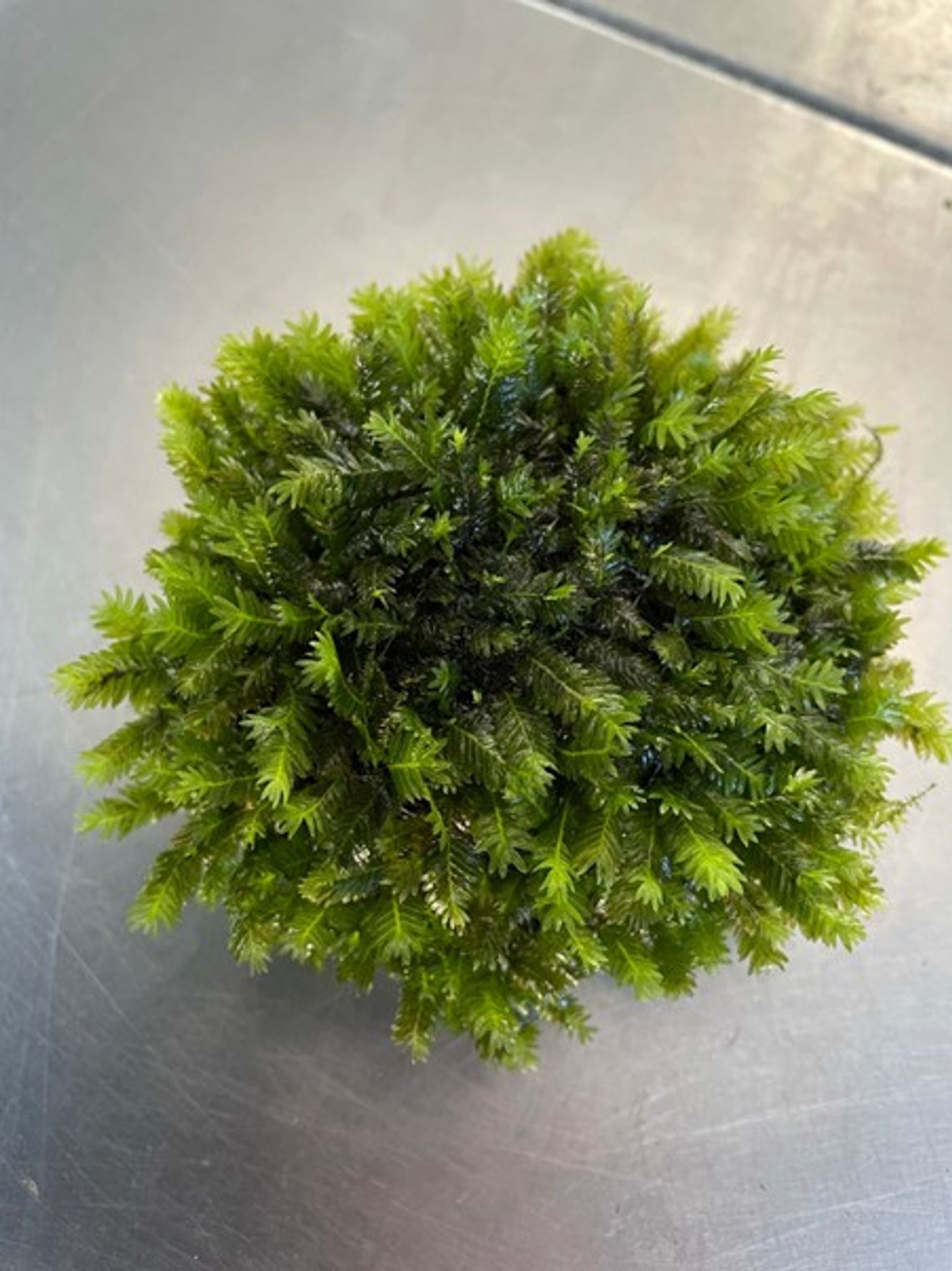 Thai Fissidens