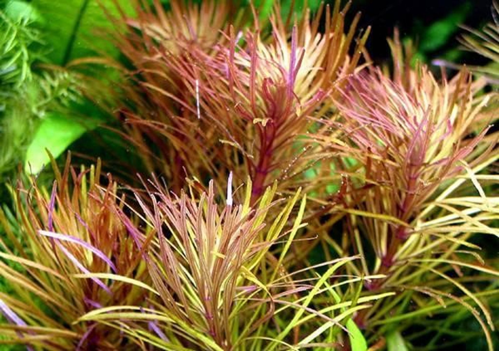 Eustralis Stellata