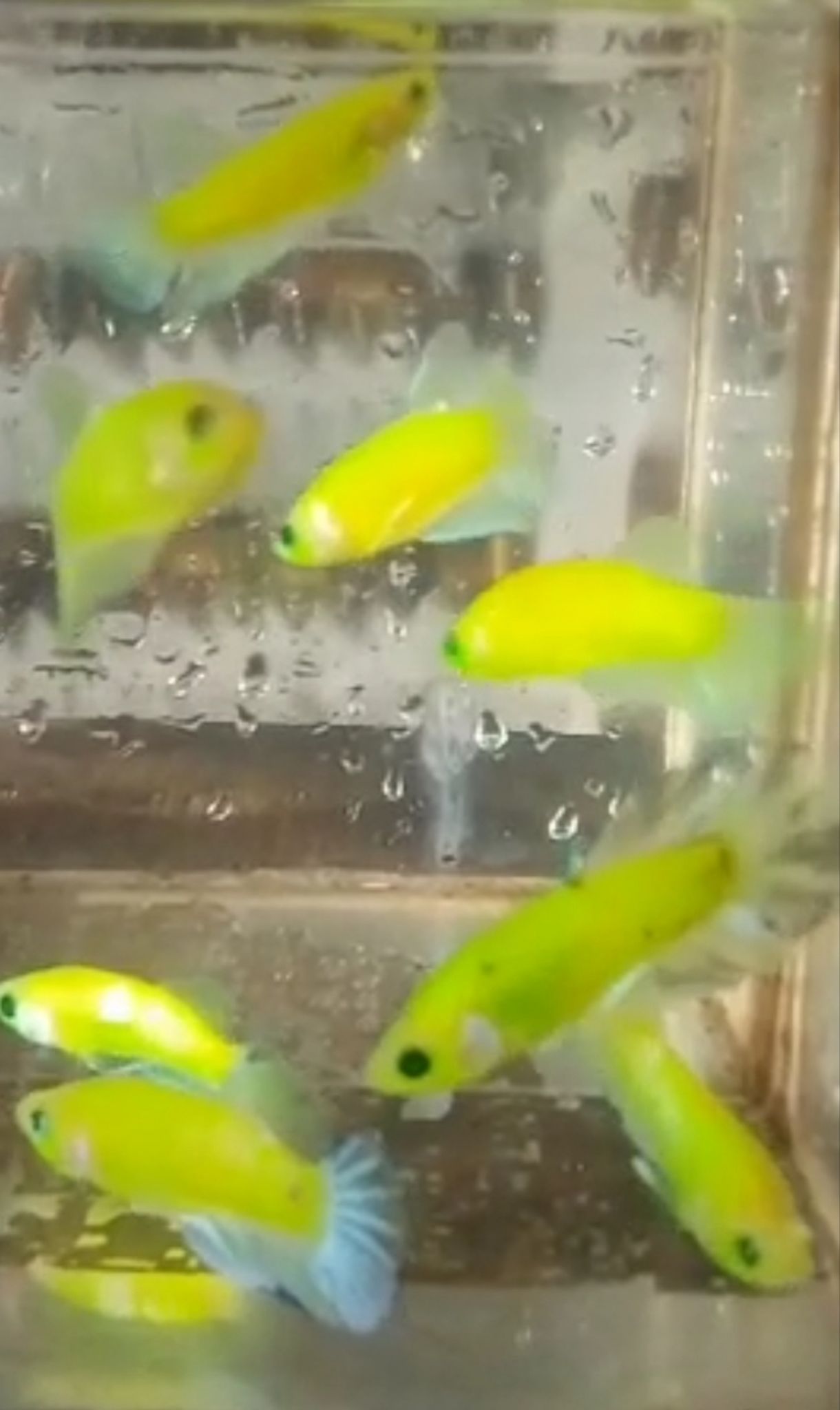 Glow fish