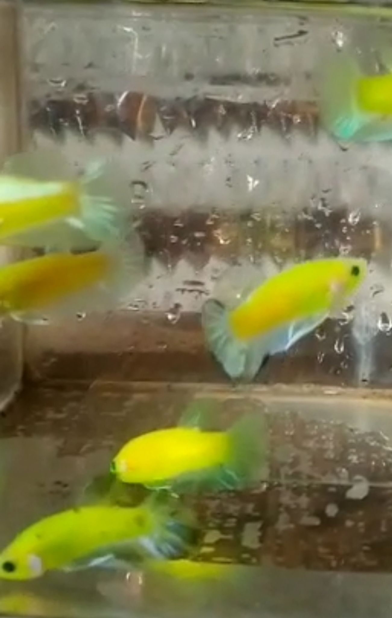 Plakat Glowfish