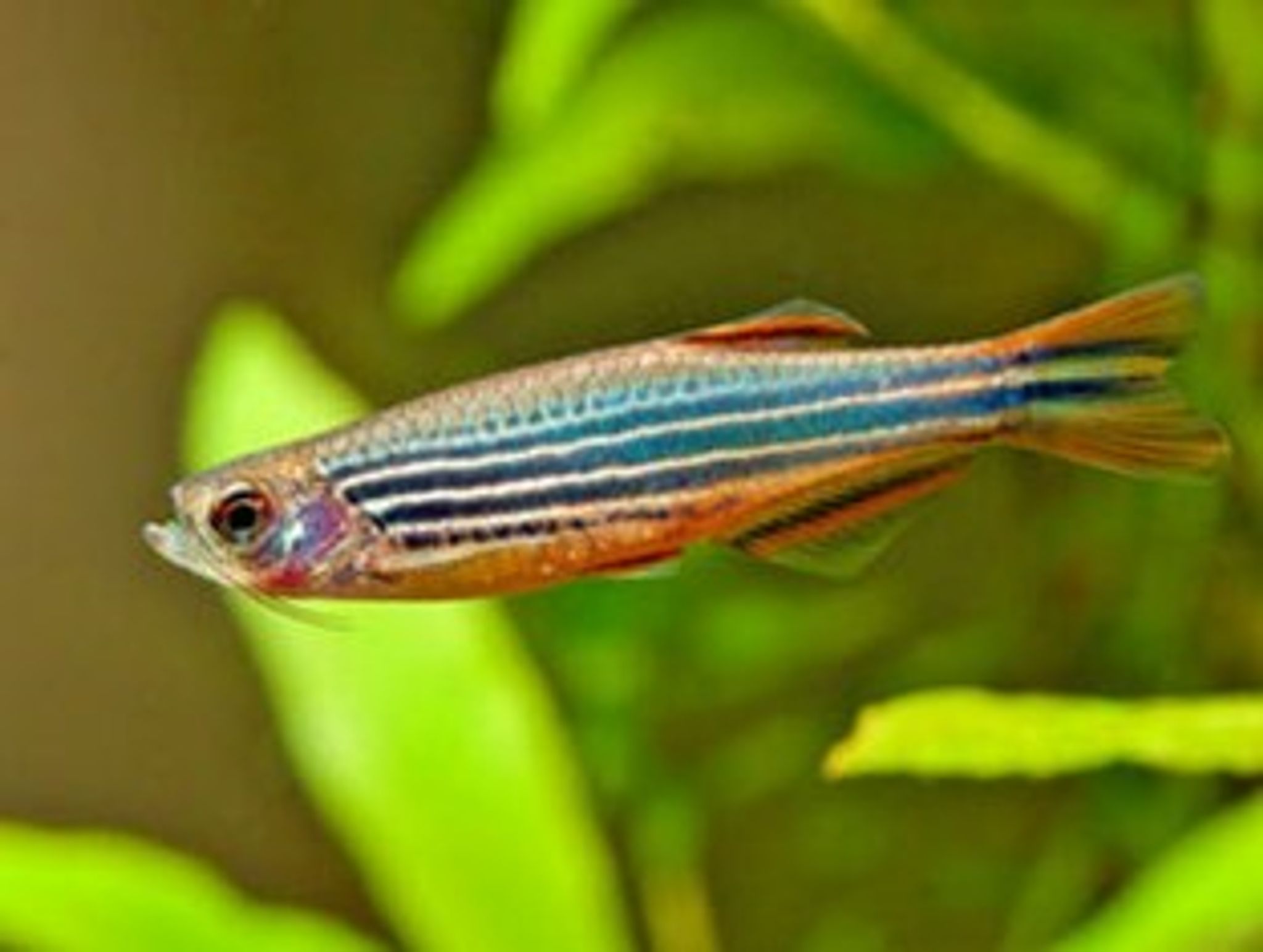Brachydanio Kyathit