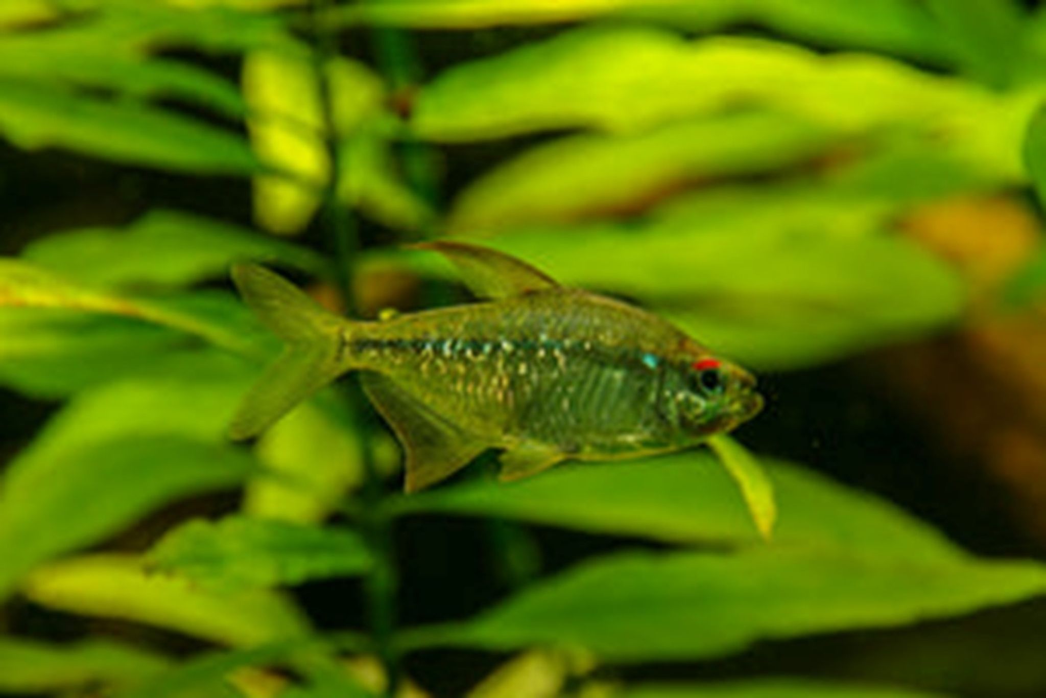 Moenkhausia Pittieri