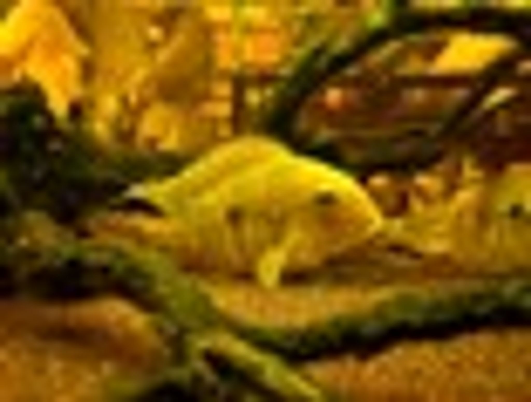 Geophagus sp. "Red Head Tapajos"