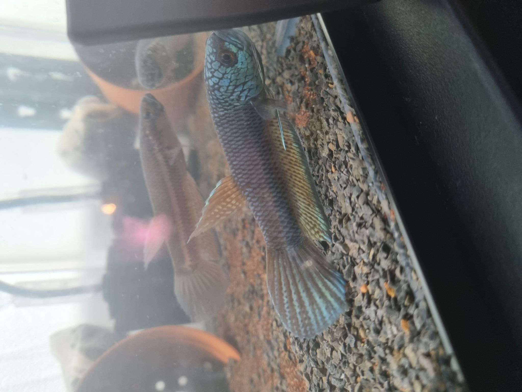 Betta Sp. Antuta "Long Biak"