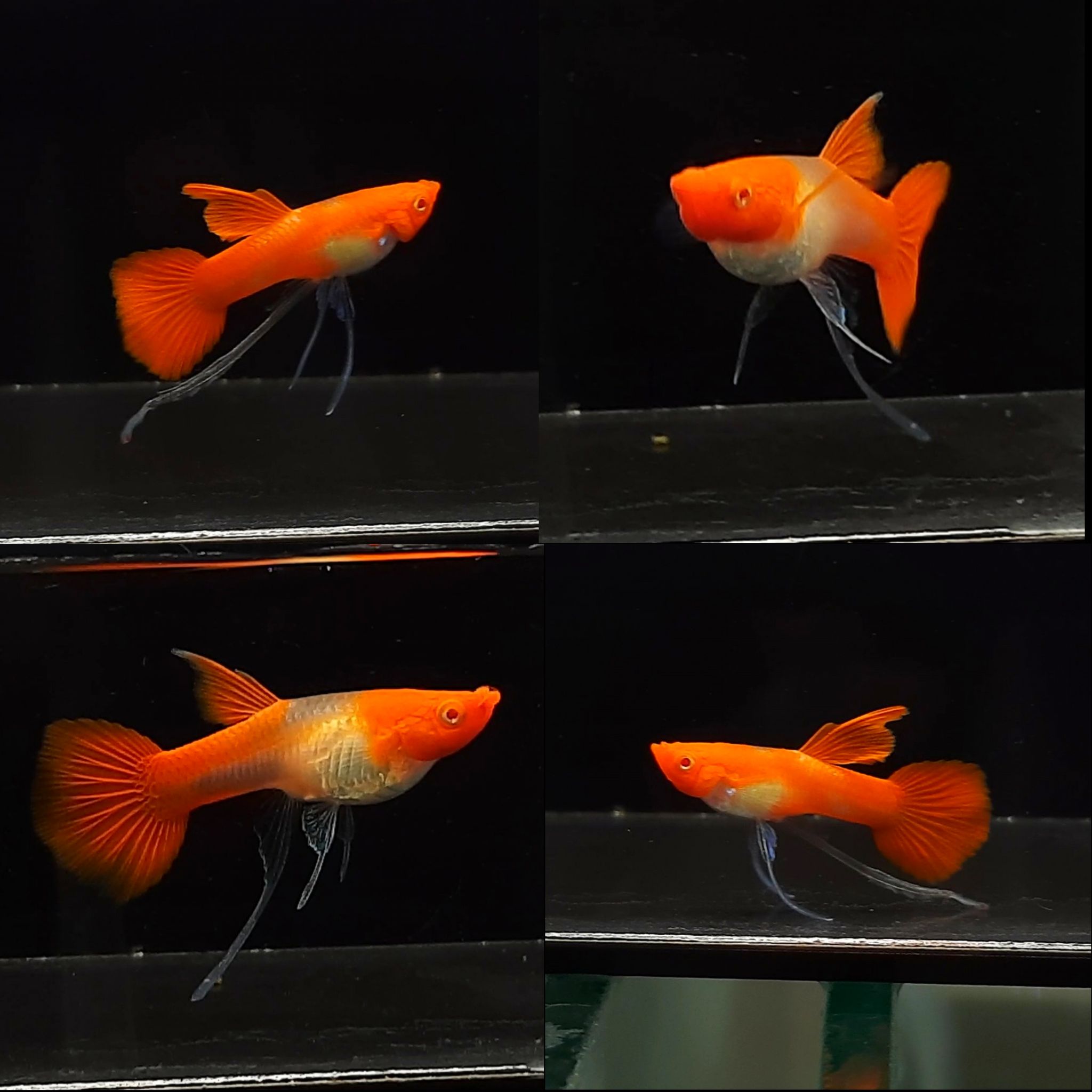 Guppy Albino Koi Ribbon (Gen Red Ear)