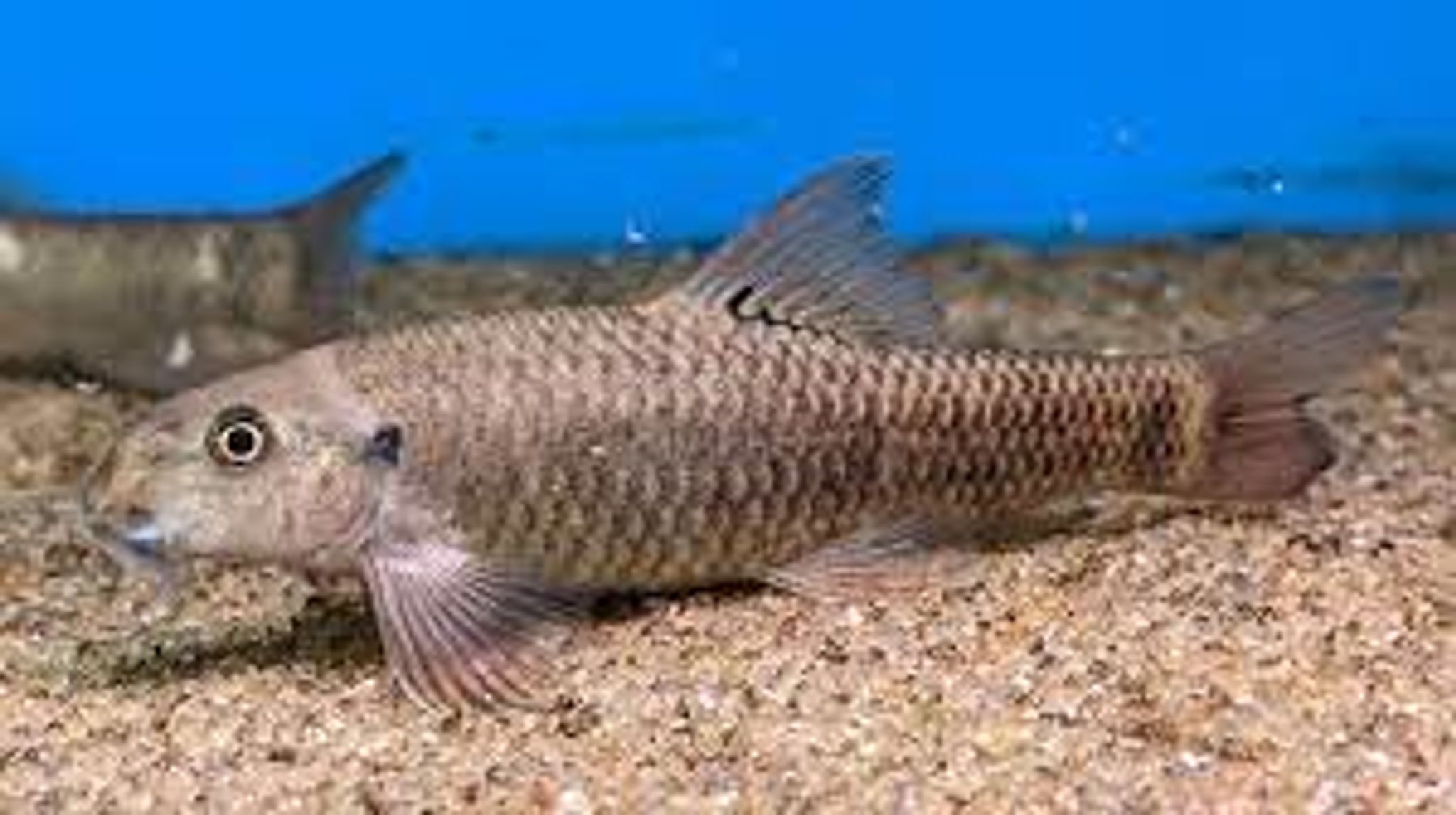 Garra rufa 4cm