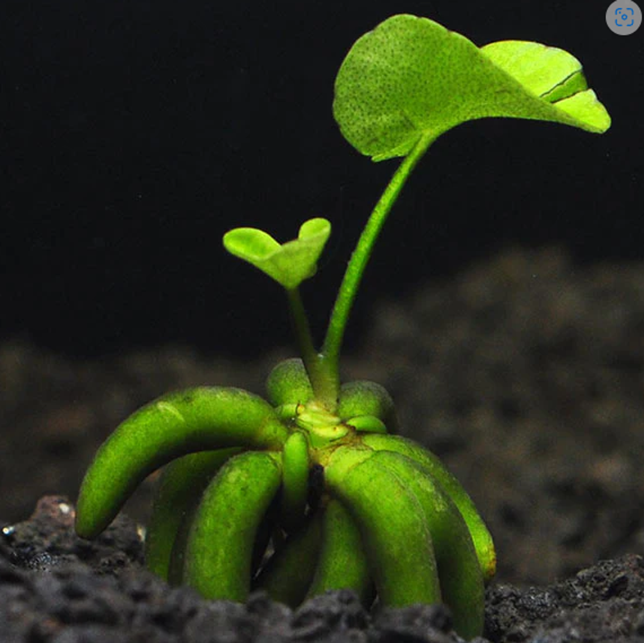 Nymphoides Aquatica