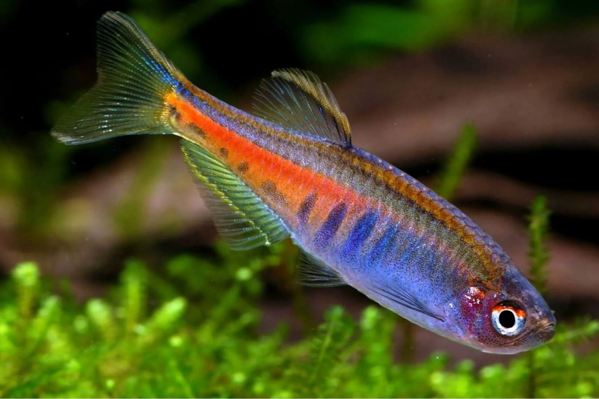 Glowlight danio 2.5cm