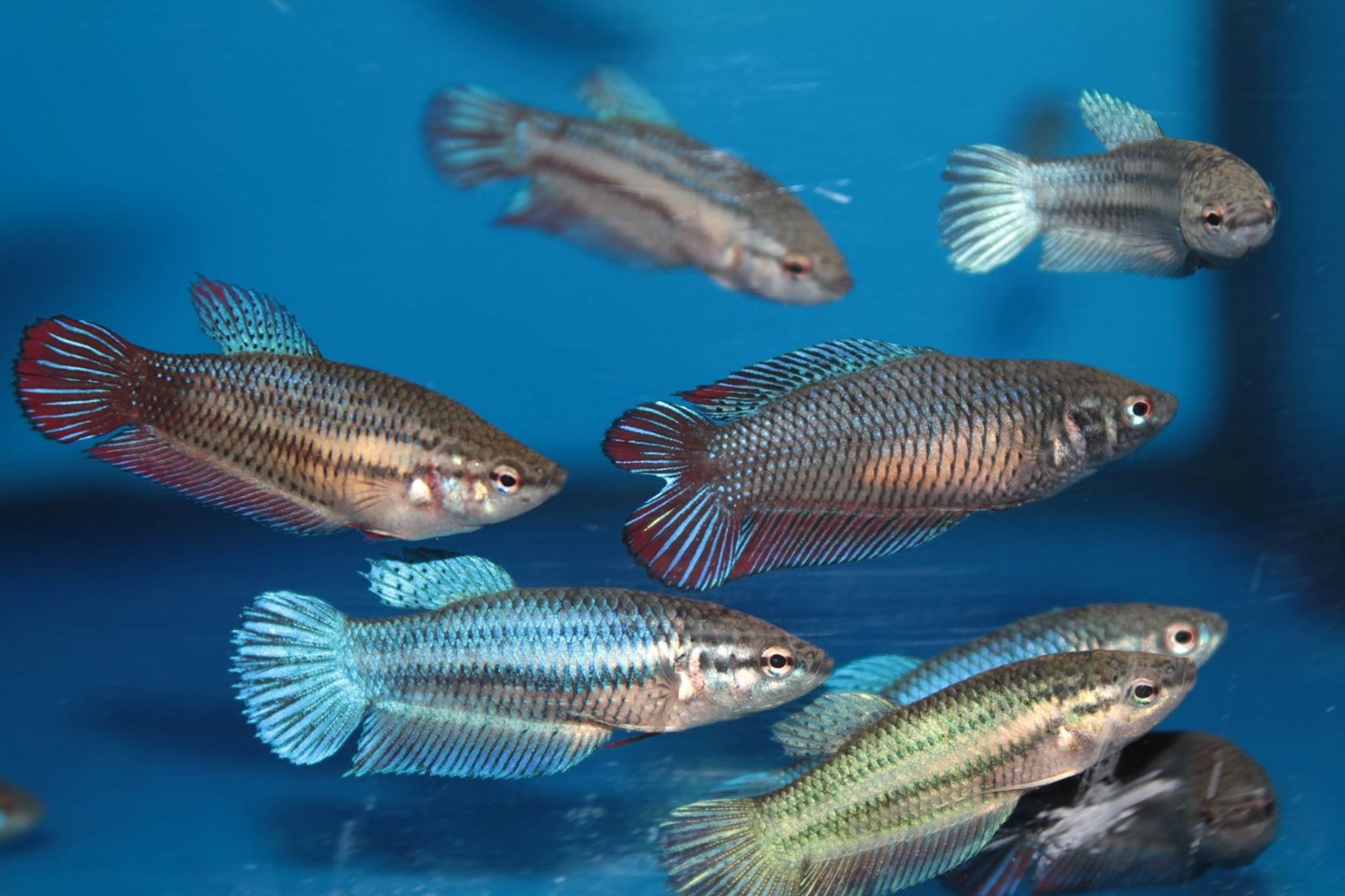 Female betta 5 pcs
