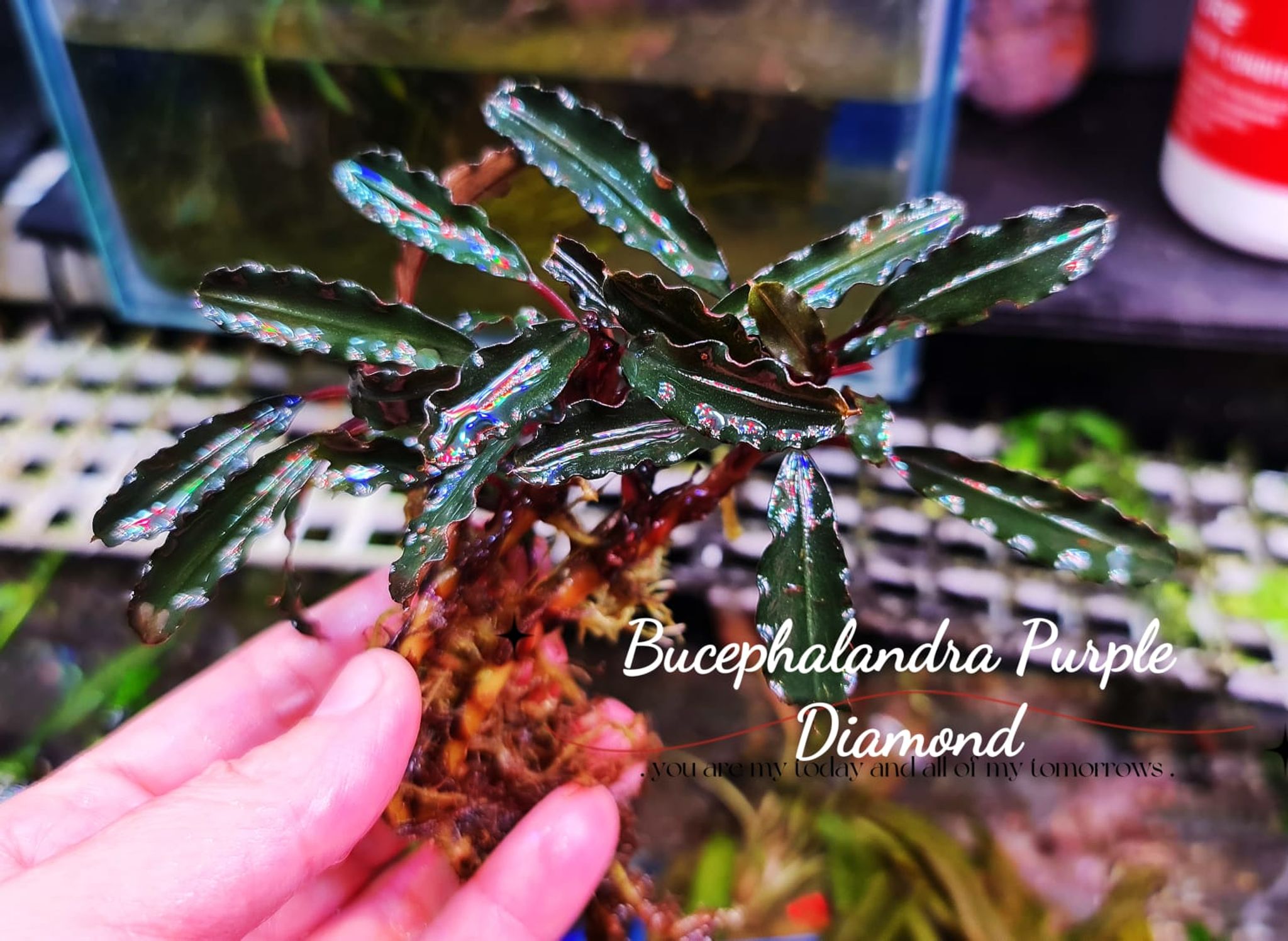 Bucephalandra Purple Diamond (per rhyzome)