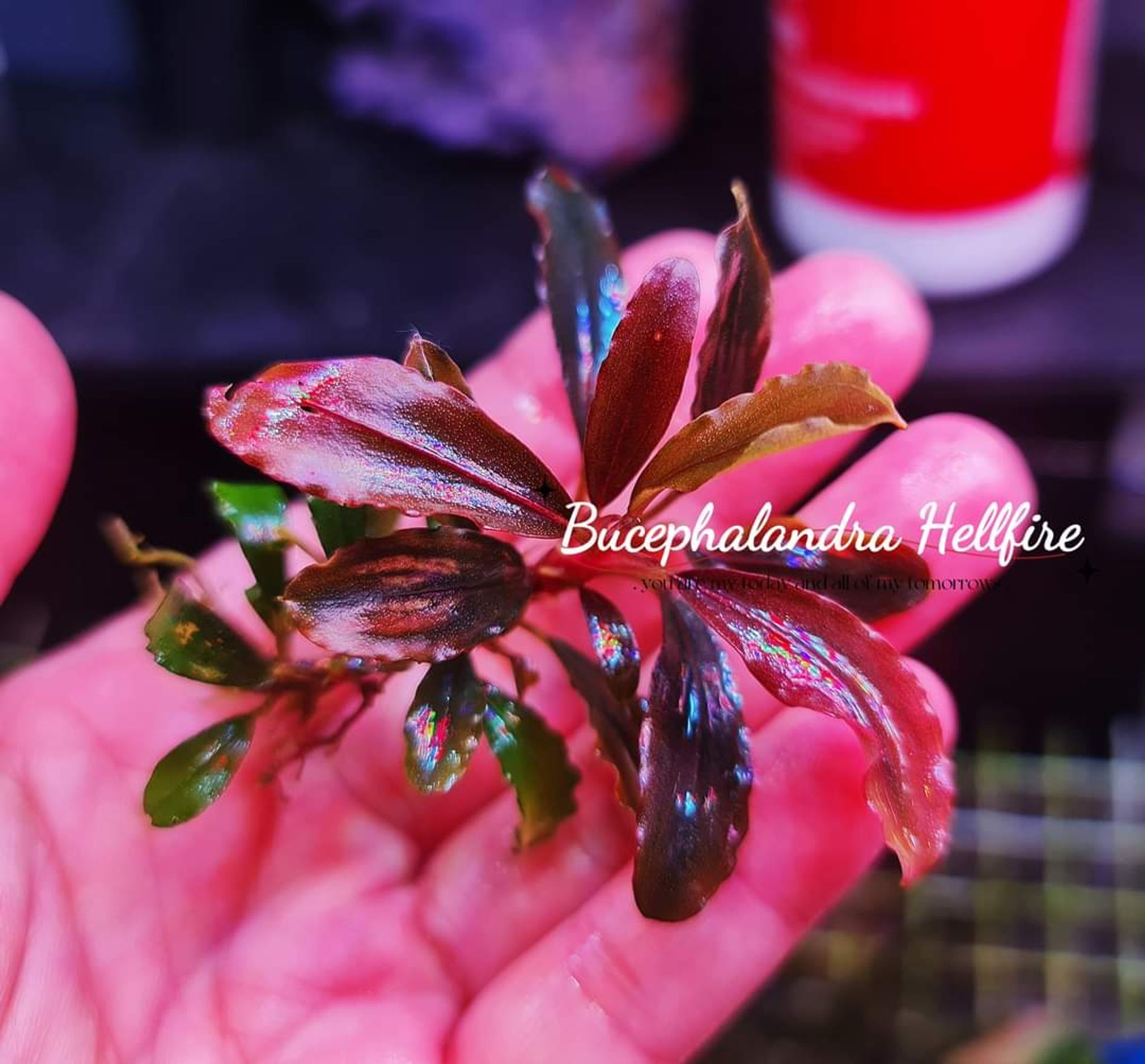 Bucephalandra Hellfire (submersed)