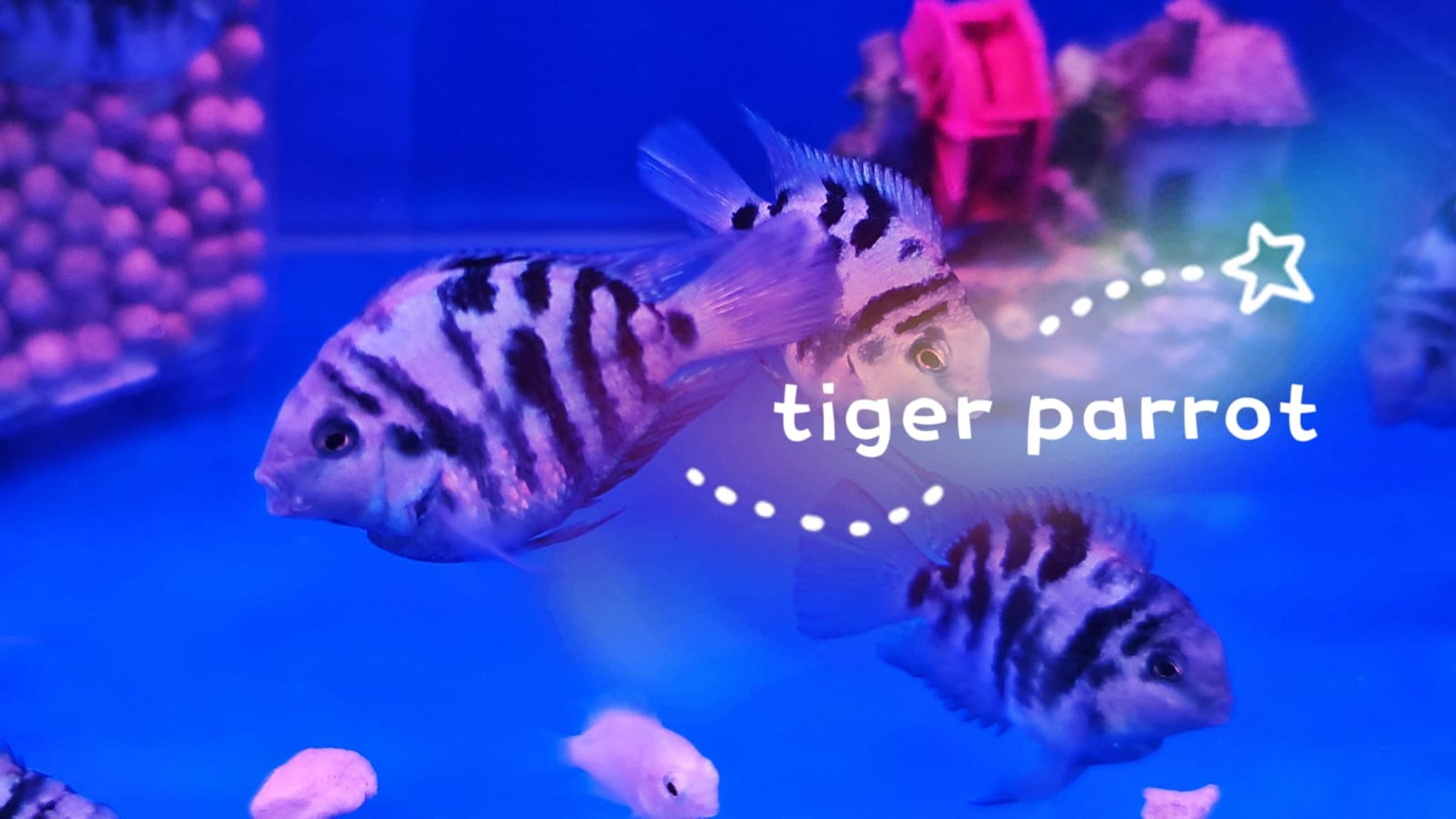 Blue Tiger Parrot Fish