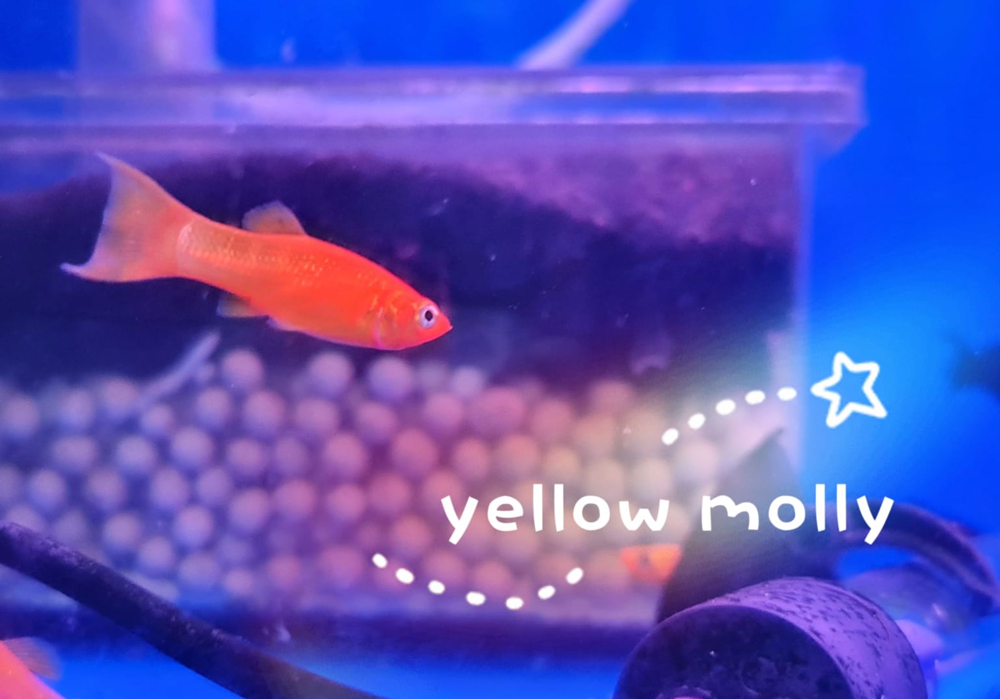 Yellow Molly Fish