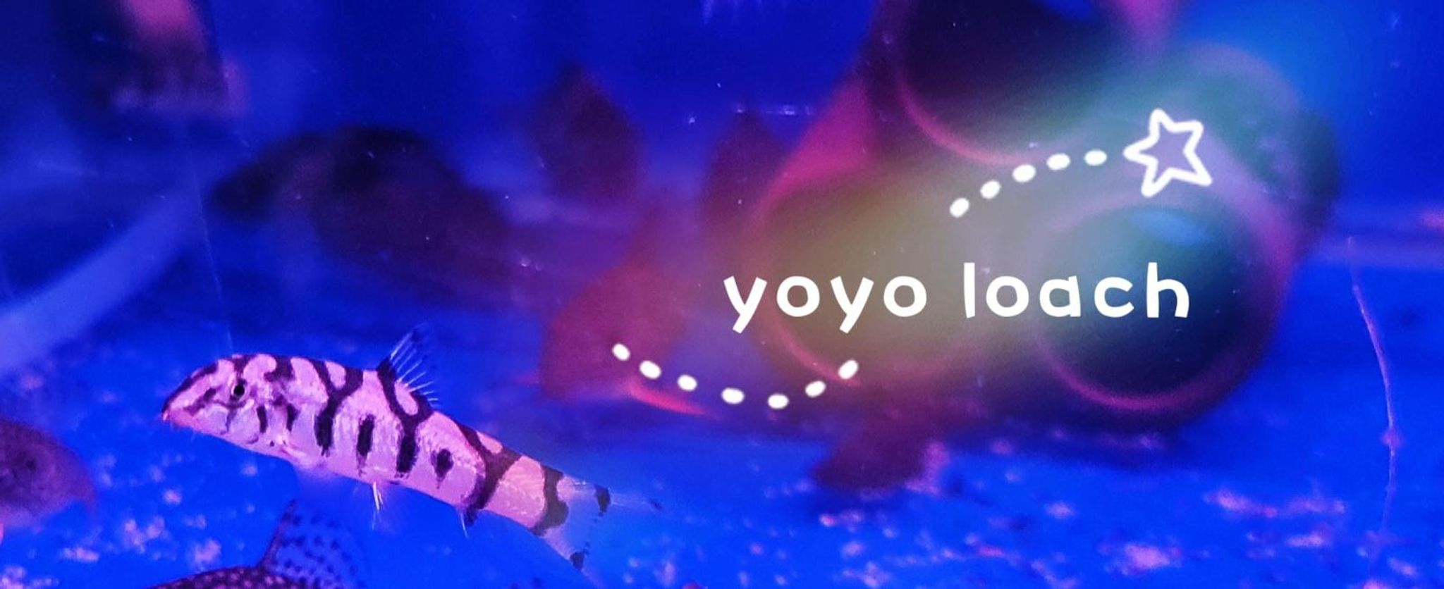 What Do Yoyo Loach Eat? A Practical Feeding Guide