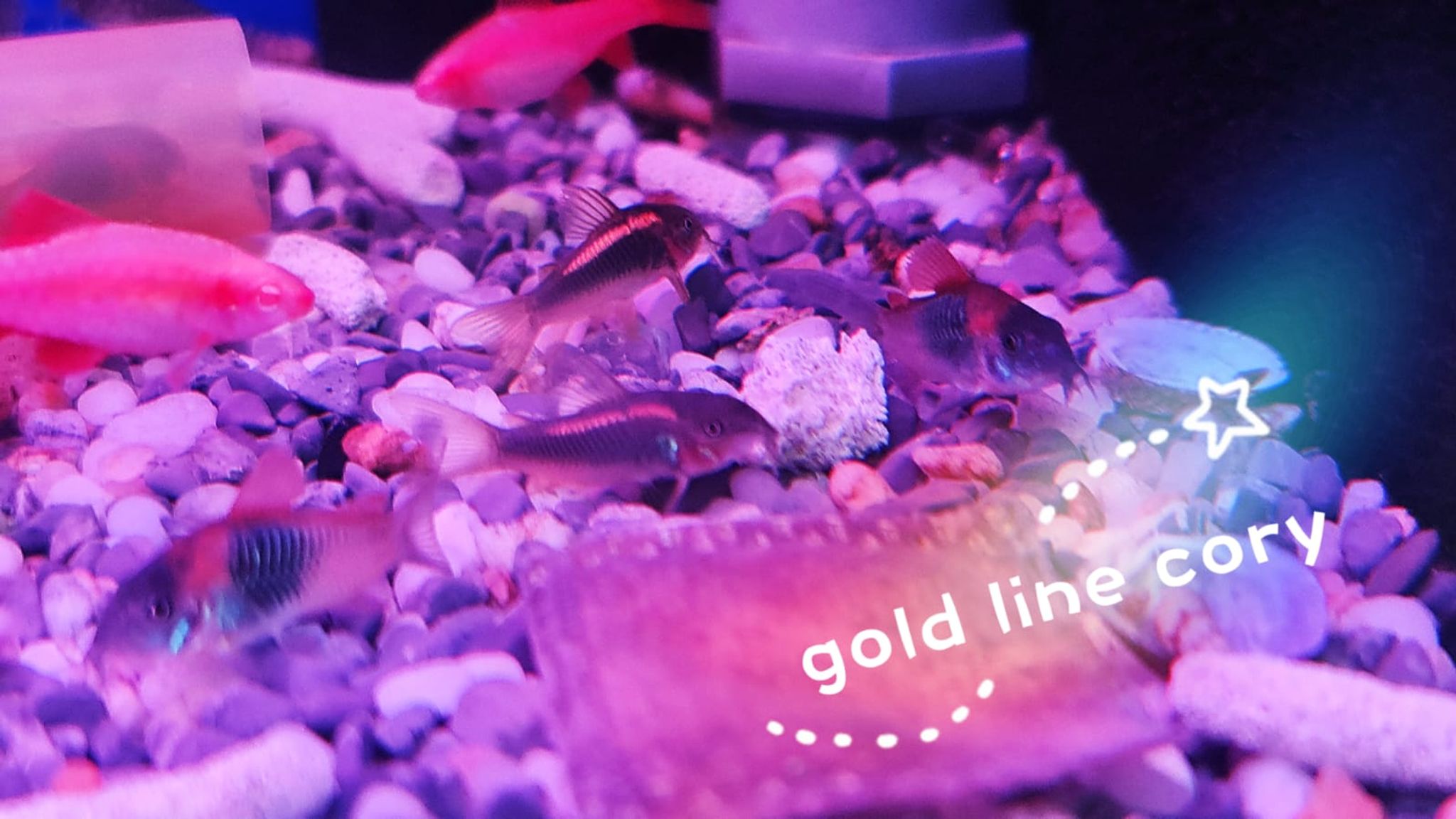 Gold Line Cory