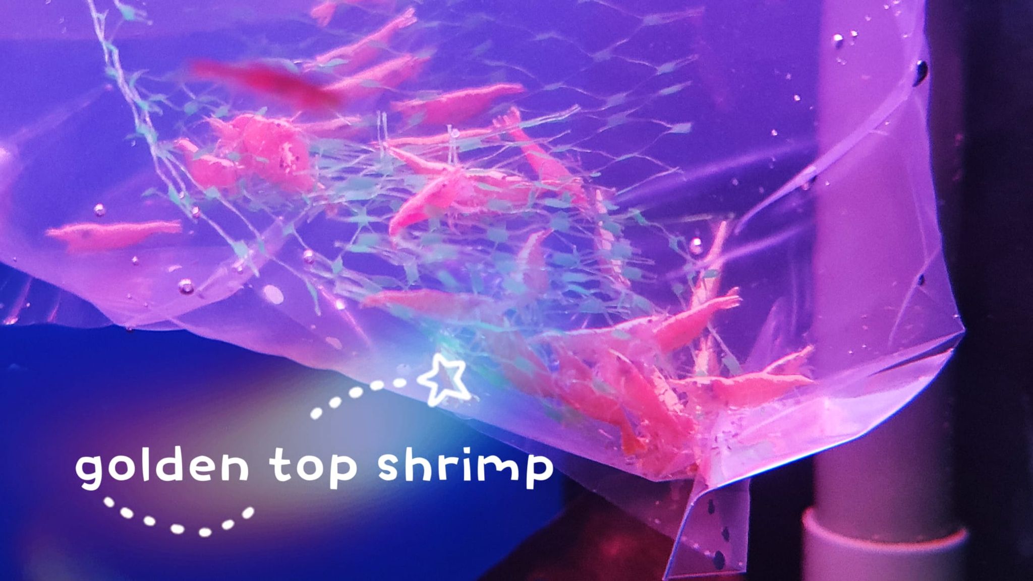 Golden Top Shrimps (11 pieces)