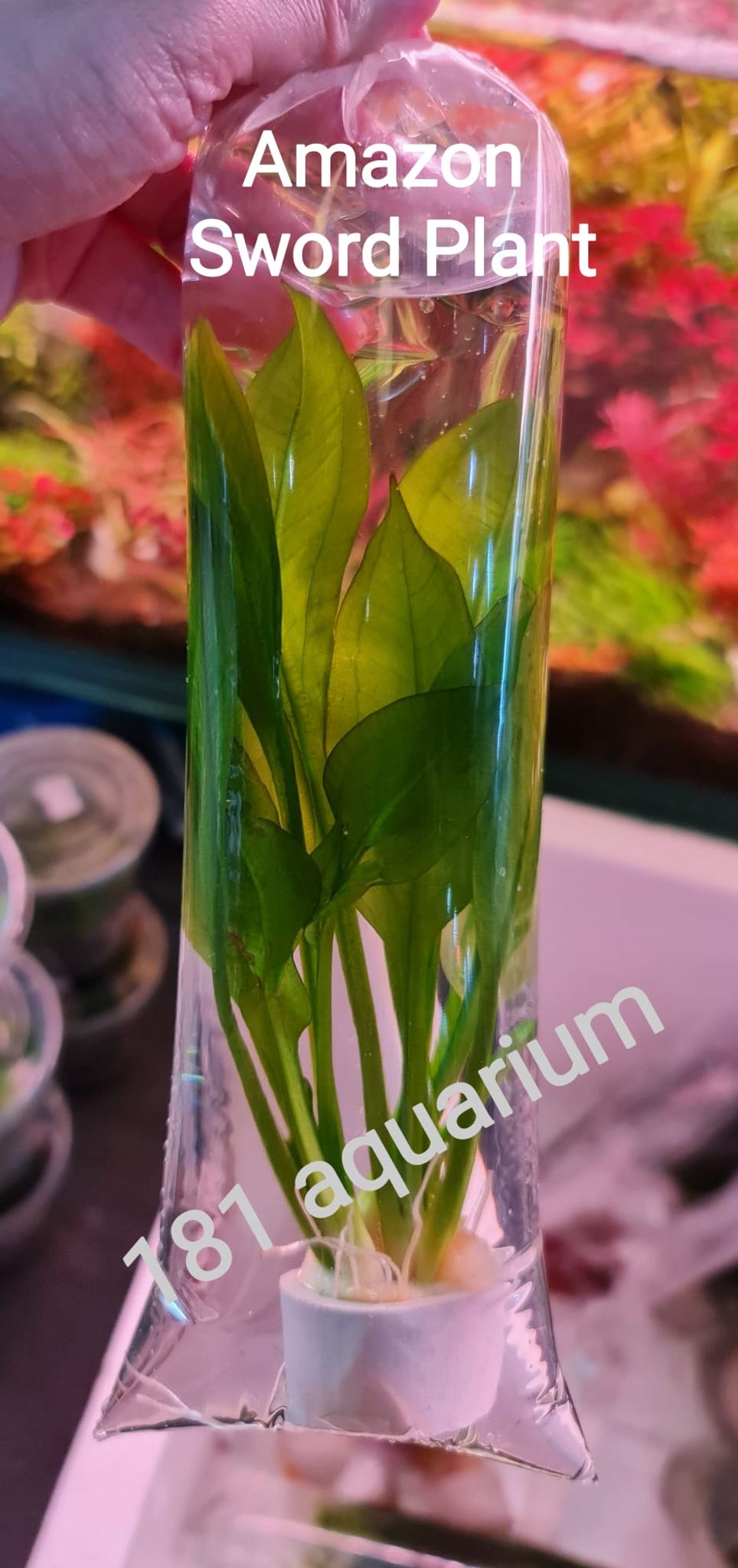 Amazon Sword Care Guide: Light, CO2, Substrate and Growth Tips