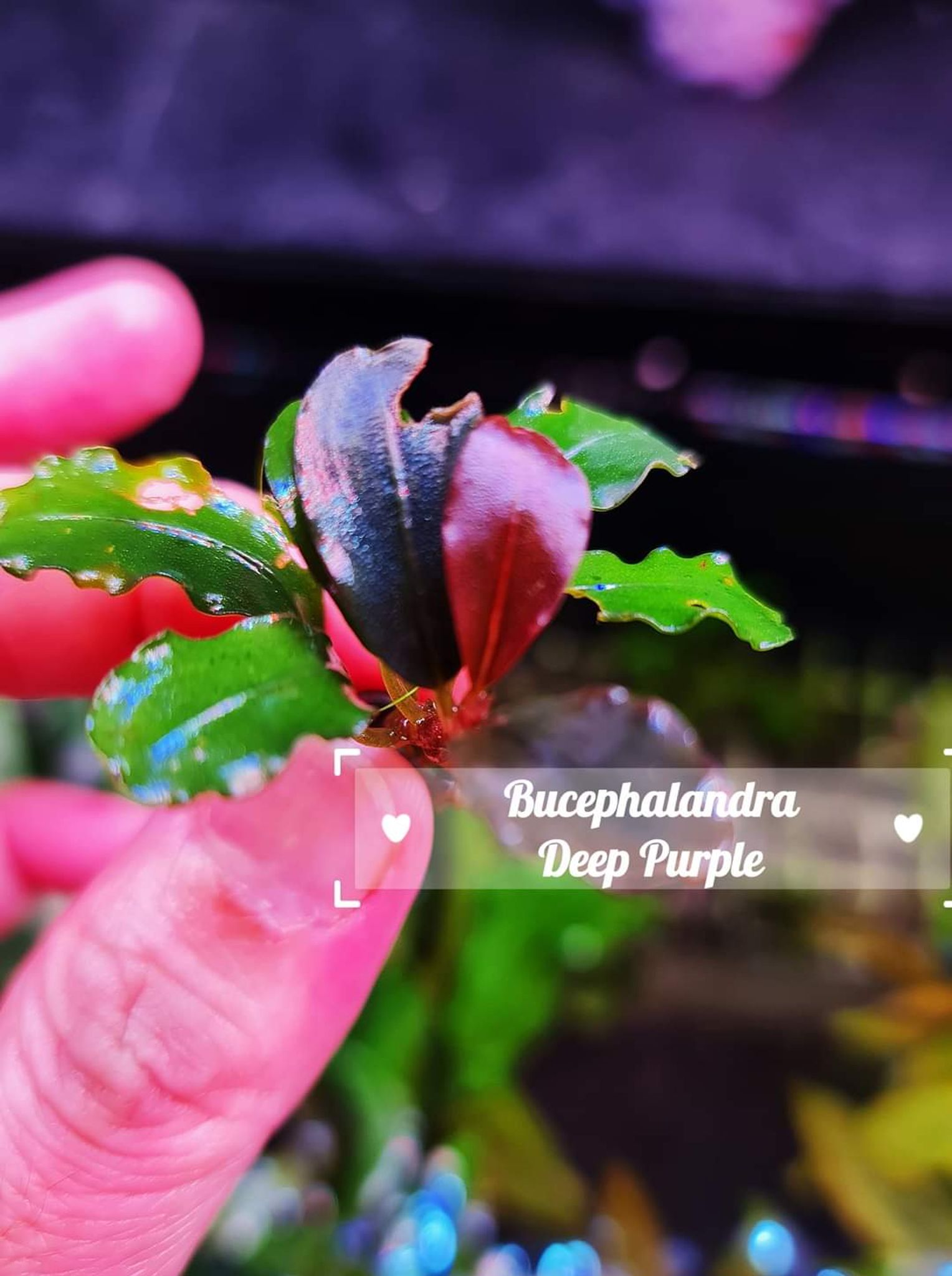 Buy Bucephalandra Deep Purple Online | FishyHub - FishyHub Singapore