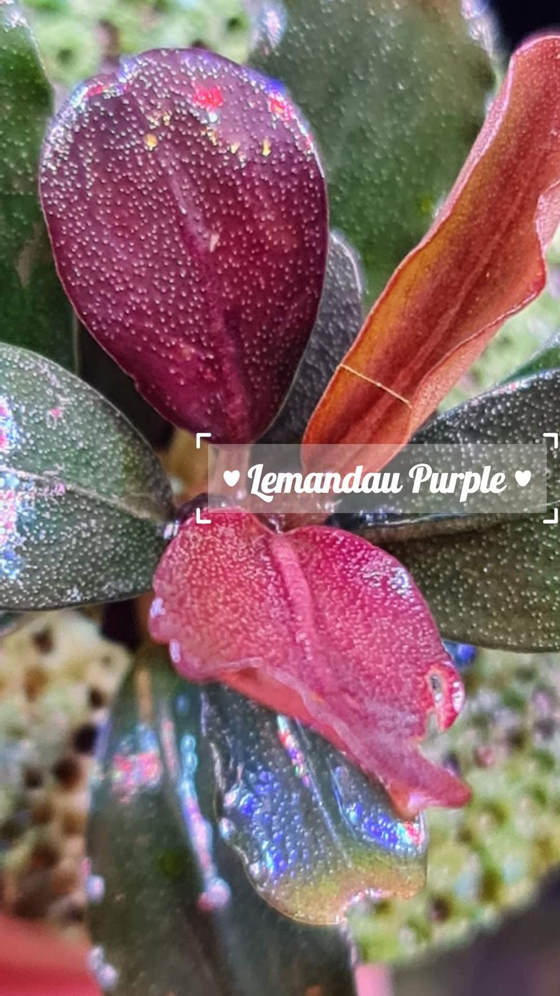 Bucephalandra Lemandau Purple