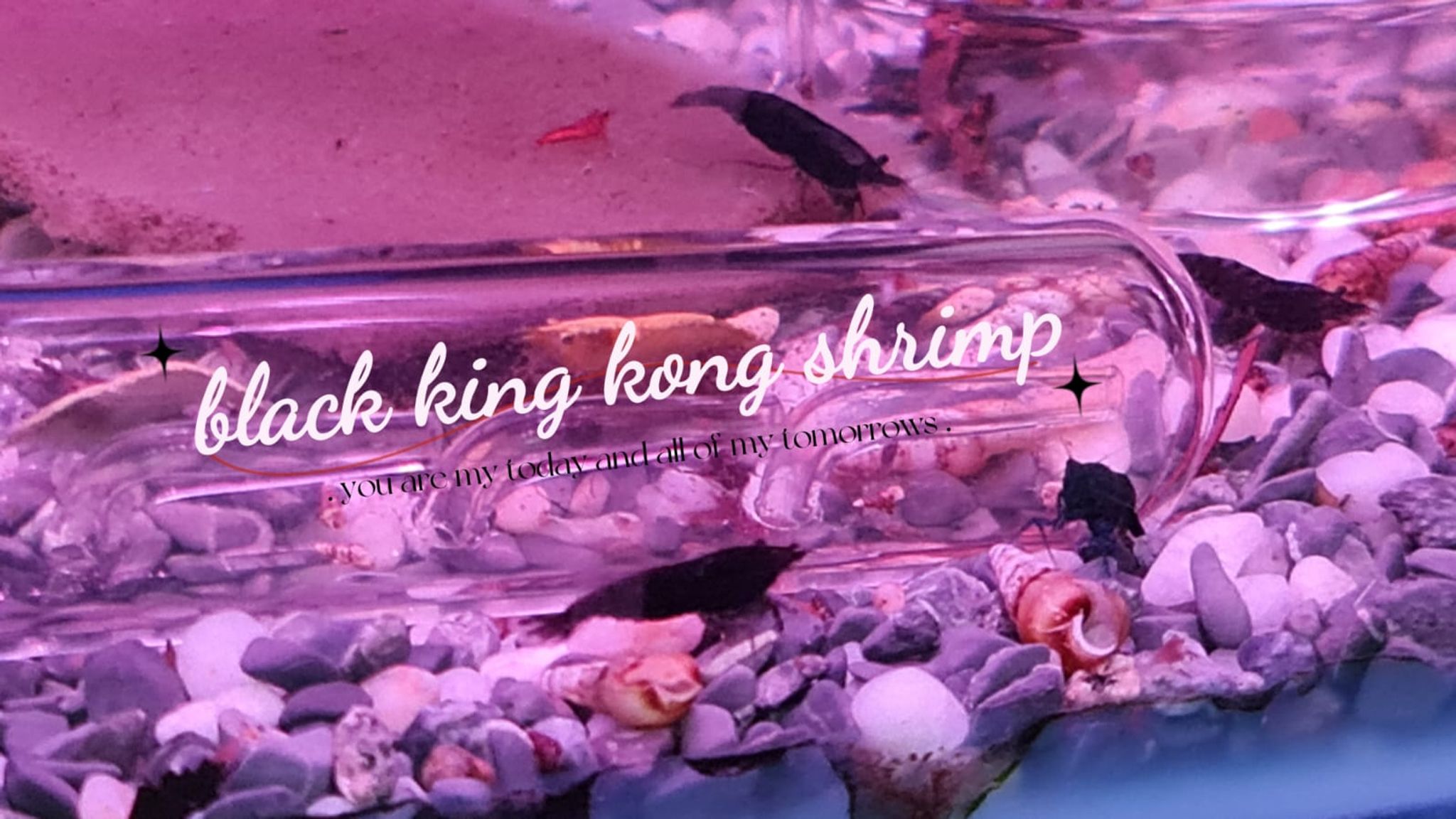 Black King Kong Shrimp (10 pieces)