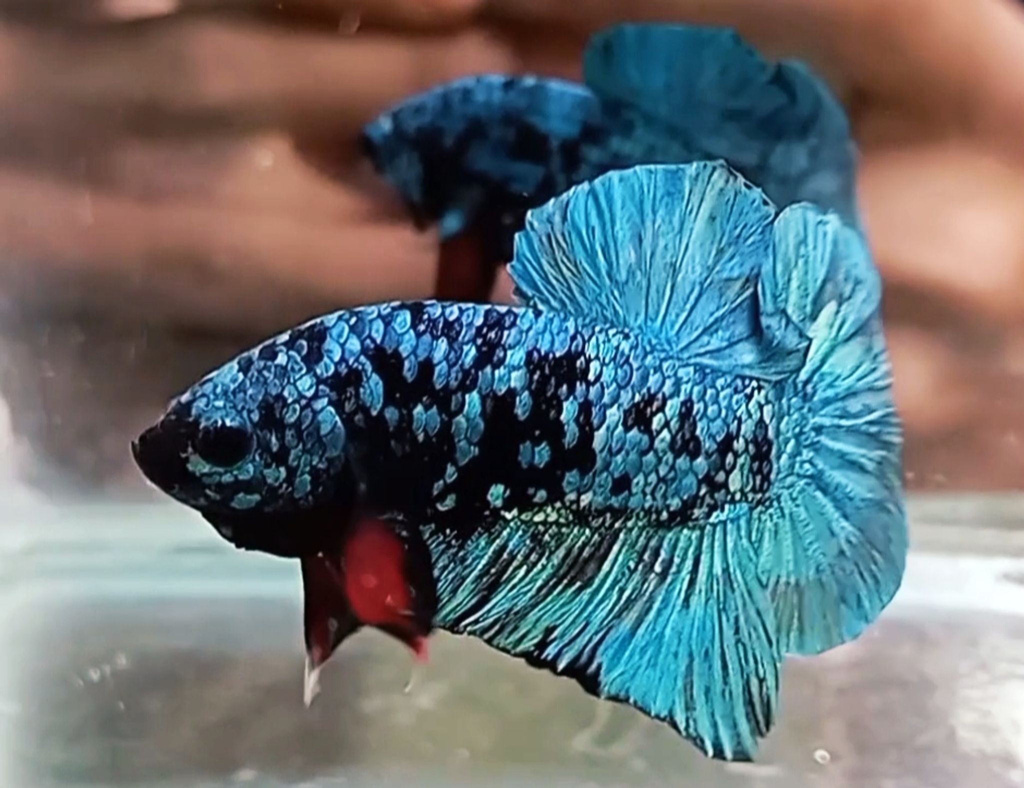 AVATAR BLUE