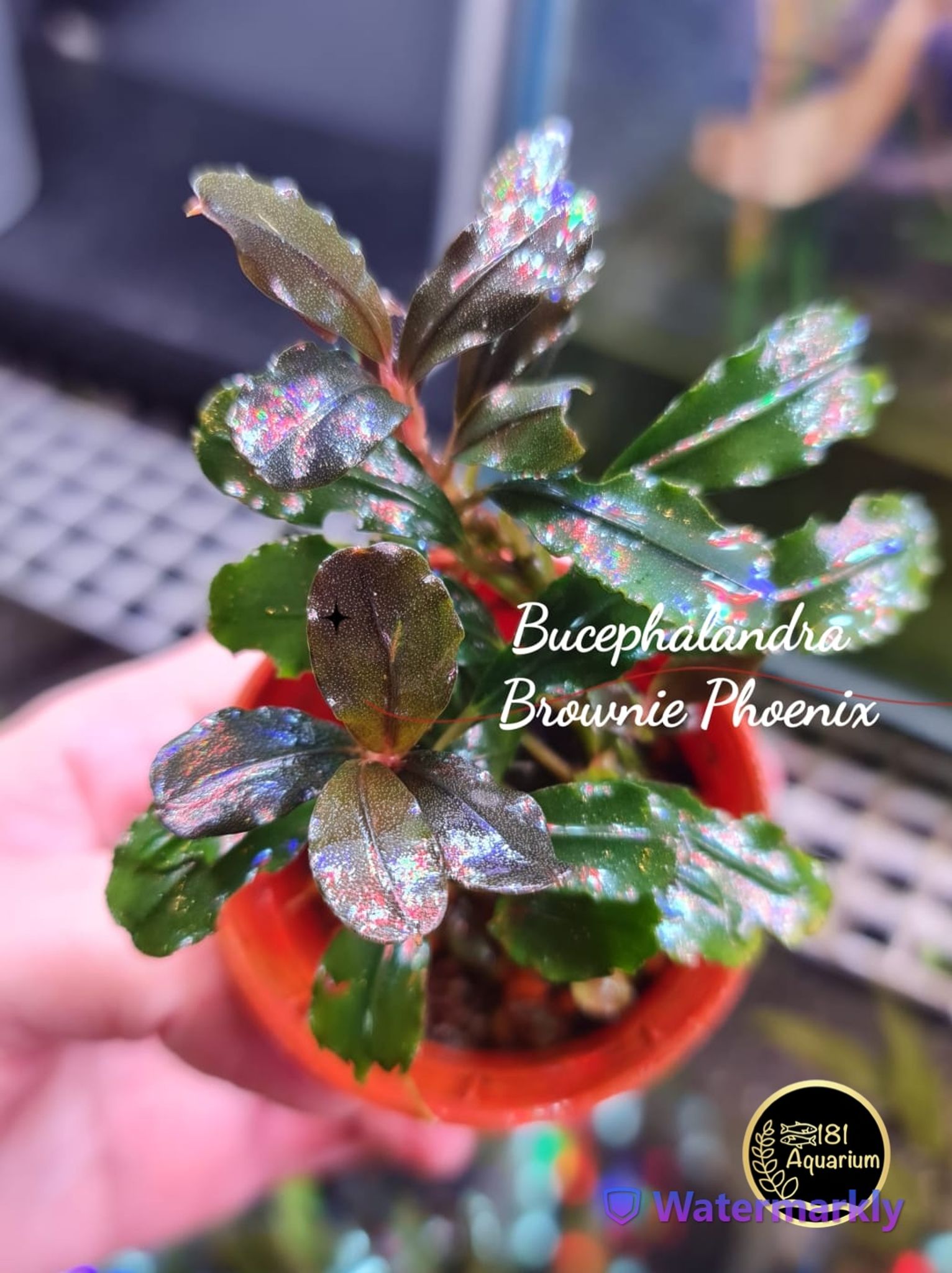Bucephalandra Brownie Phoenix (Rhyzome)