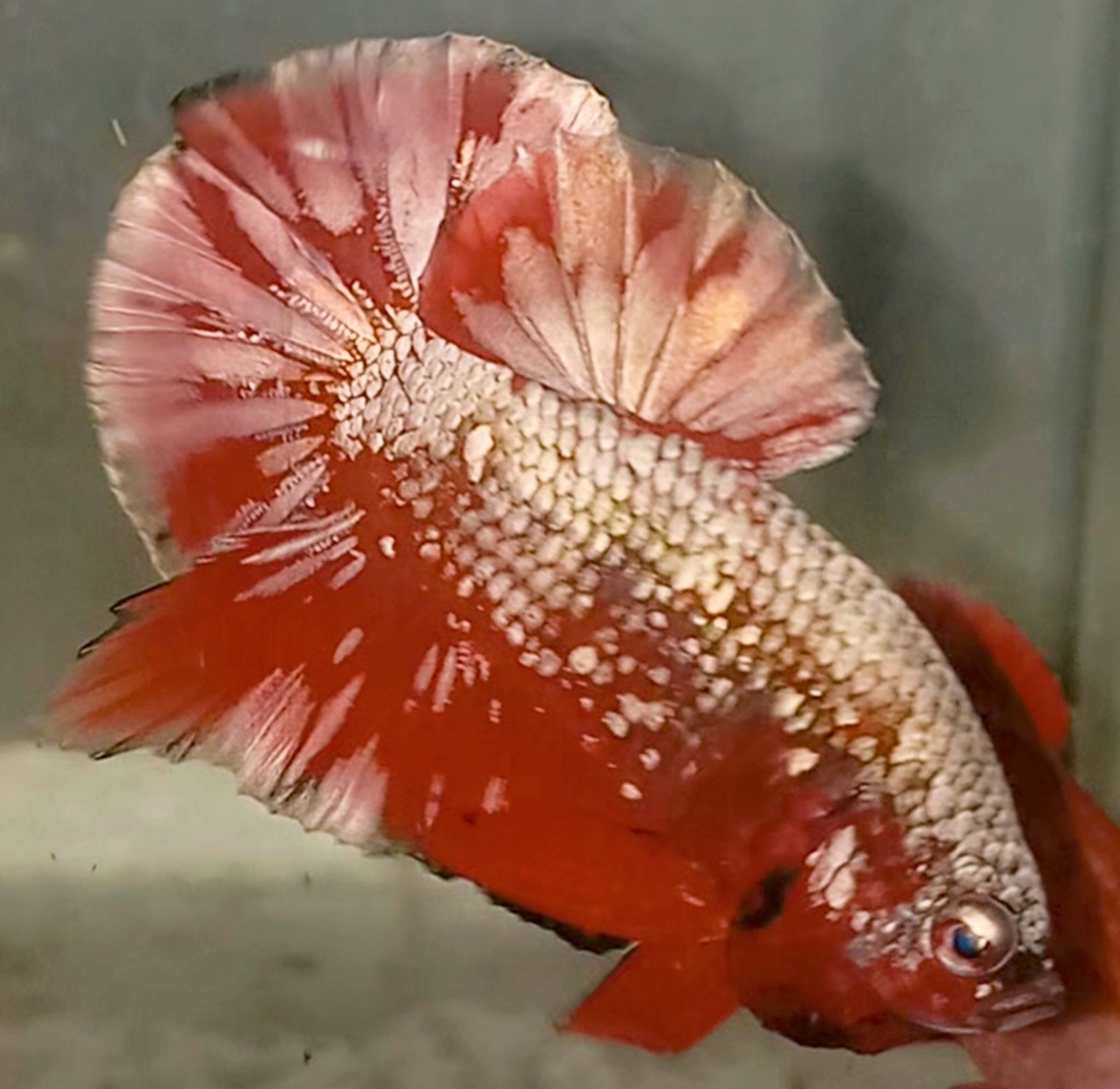 RED GOLD GALAXY