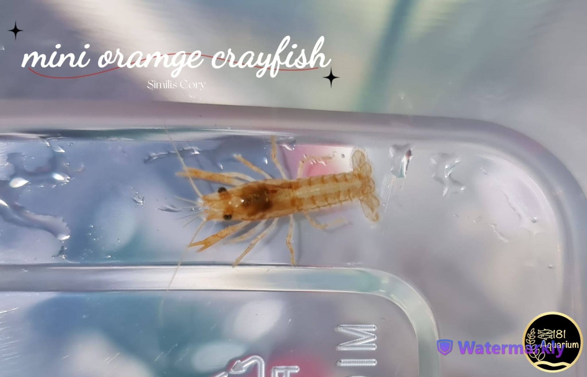 Dwarf Crayfish Care Guide: Setup, Feeding, Water Parameters and Breeding