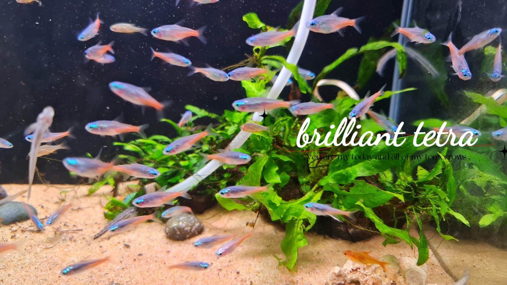 Diamond Head Neon Tetra (5 pcs)