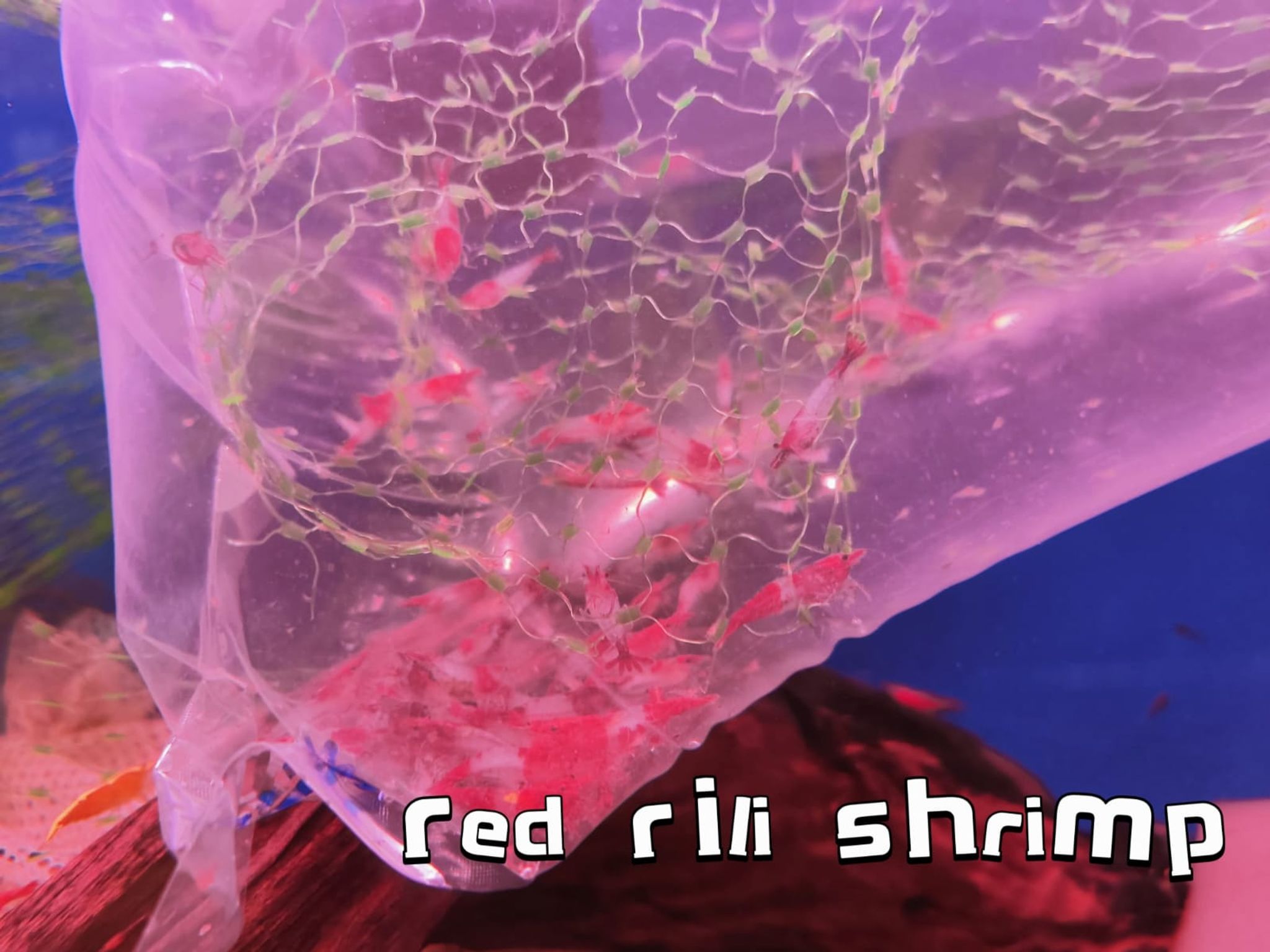 Red Rili Shrimp (10 pcs)