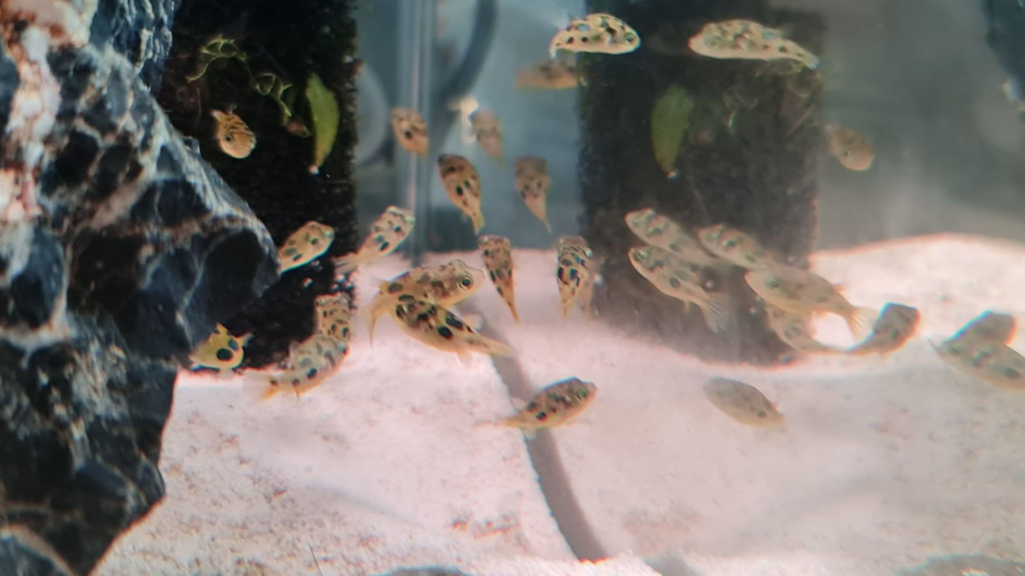 Pea Puffer Care Guide: Tank Size, Diet, Water Parameters and Temperament