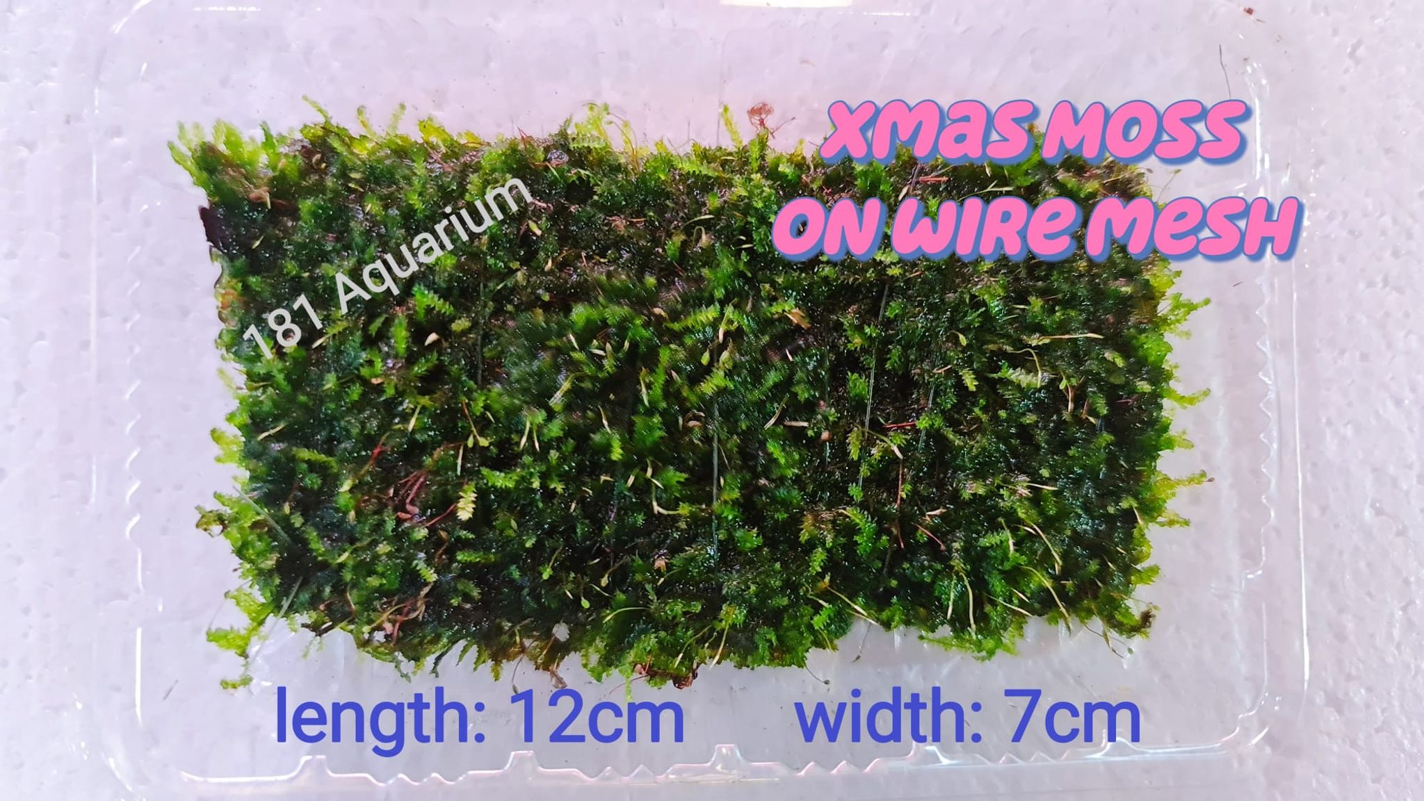 [Live Plants] Christmas Moss on Wire Mesh
