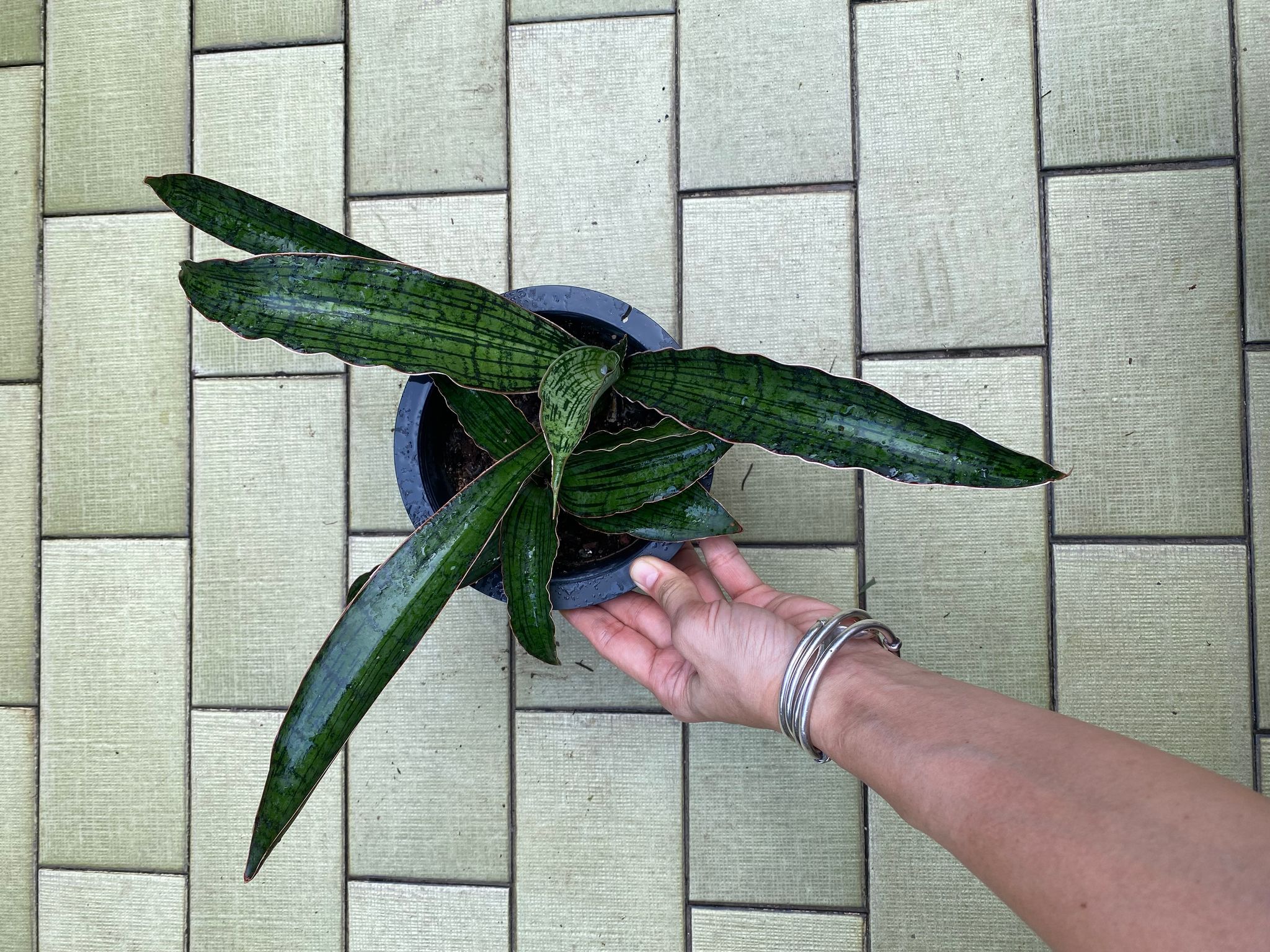 Sansevieria cleopatra (actual plant)
