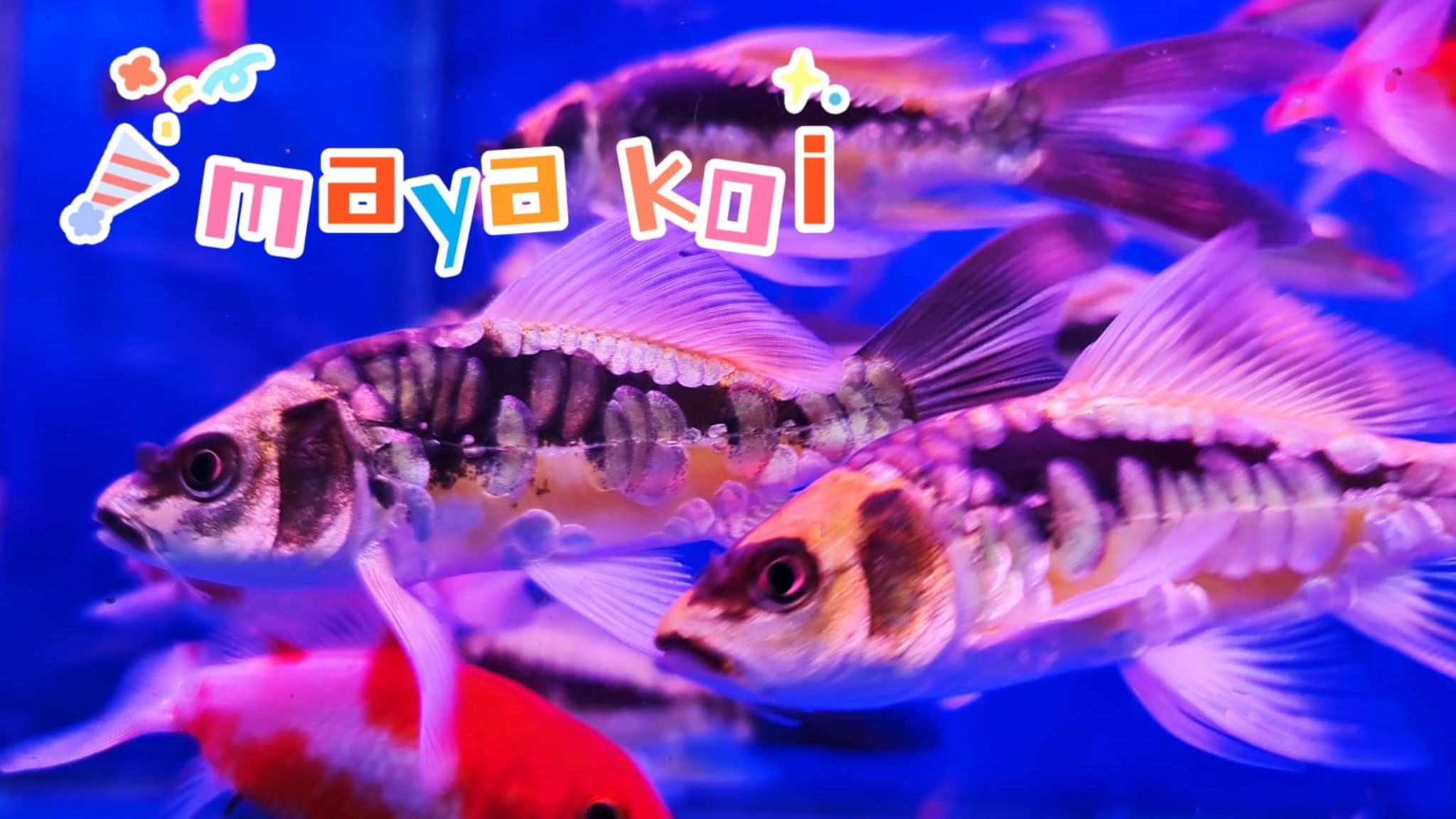 Mayan Koi