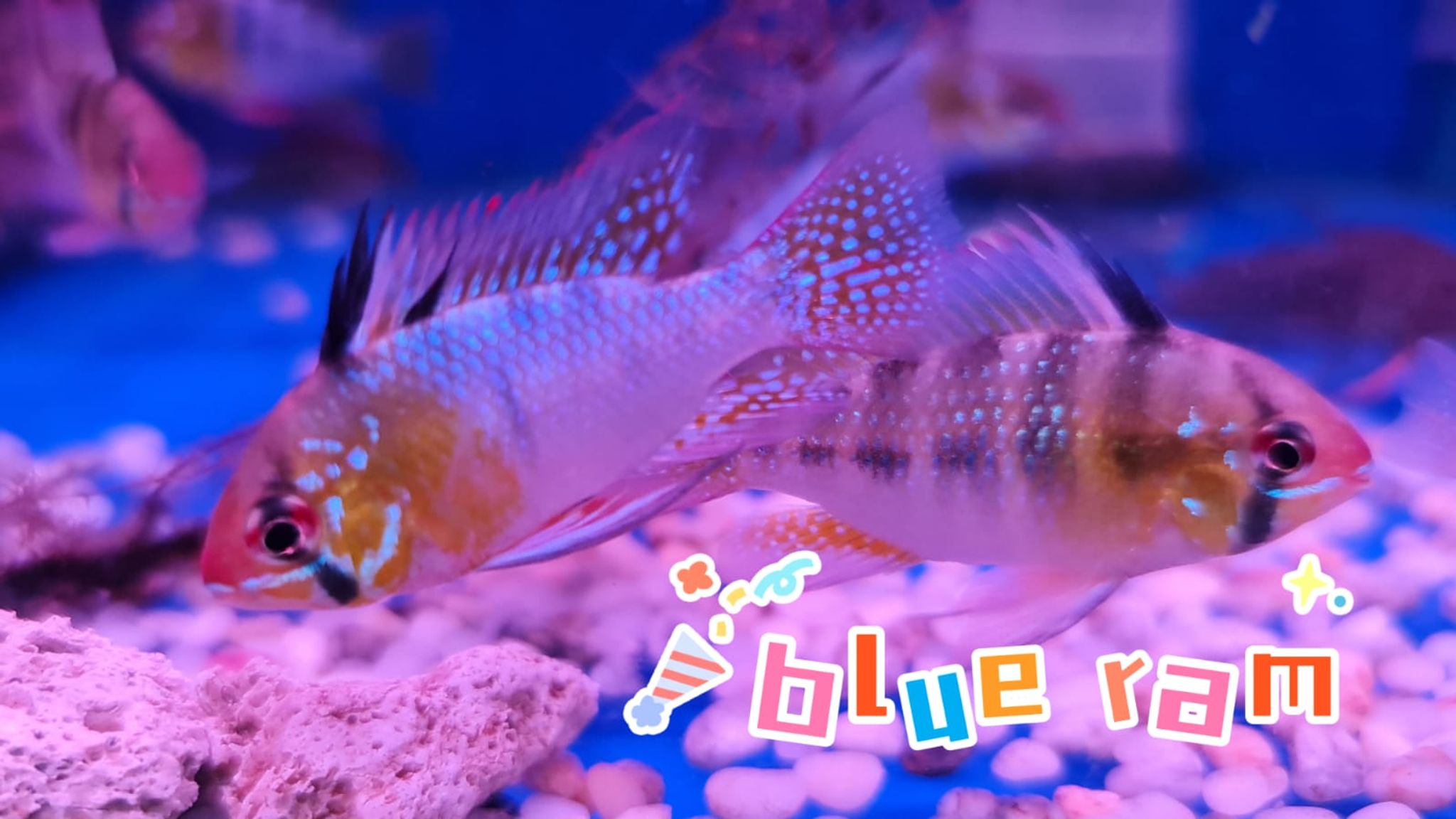 Blue Ram