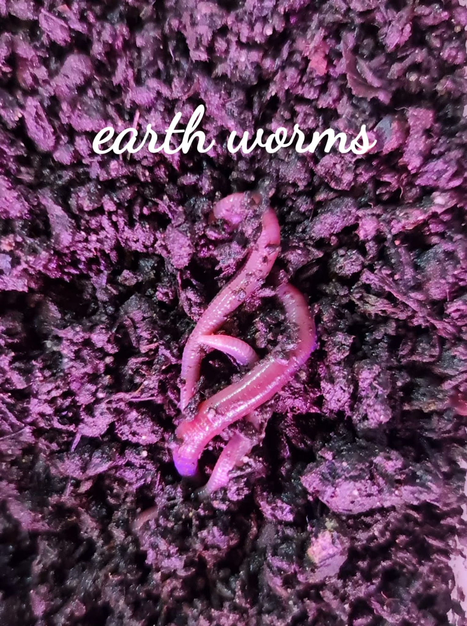 Earthworms (30 pcs/ box)