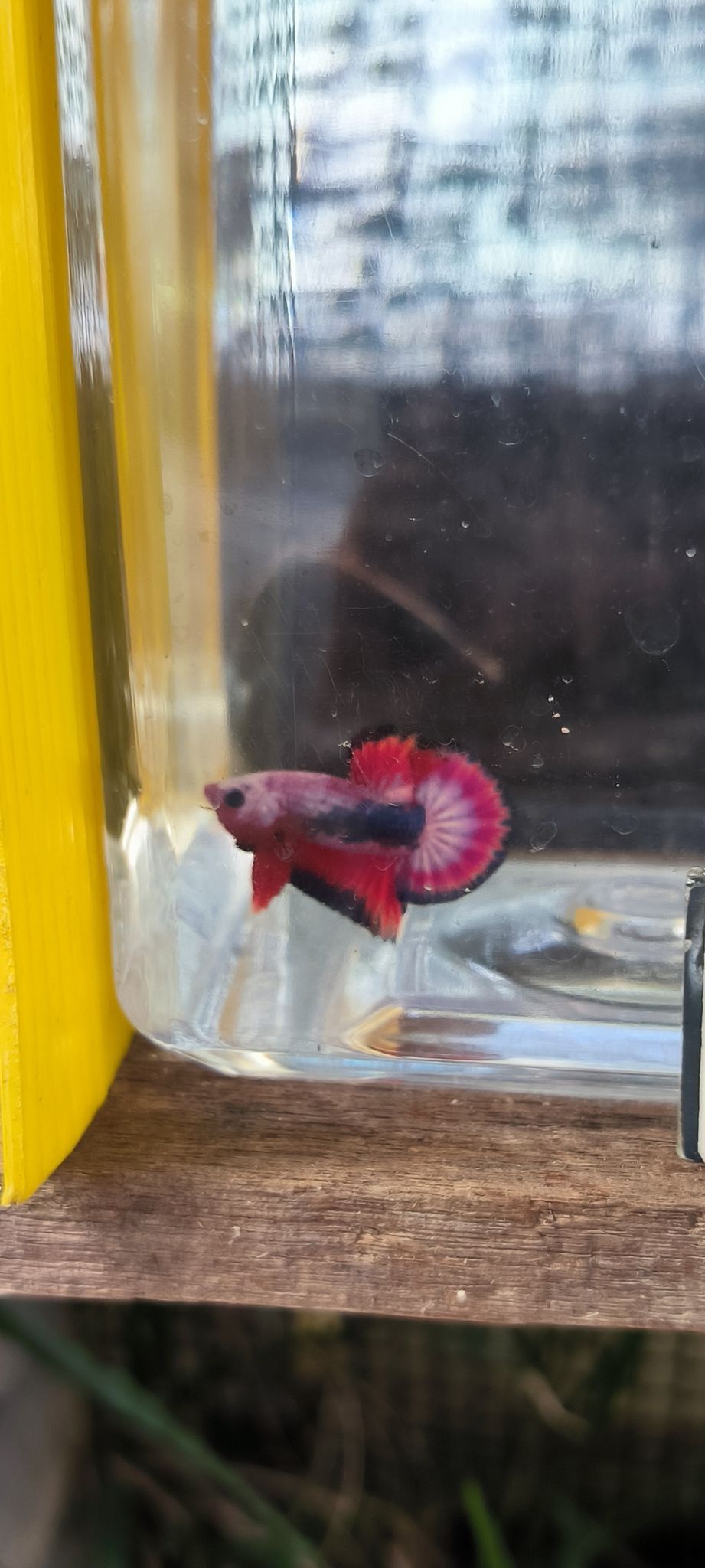 Hmpk Fancy Redbase 