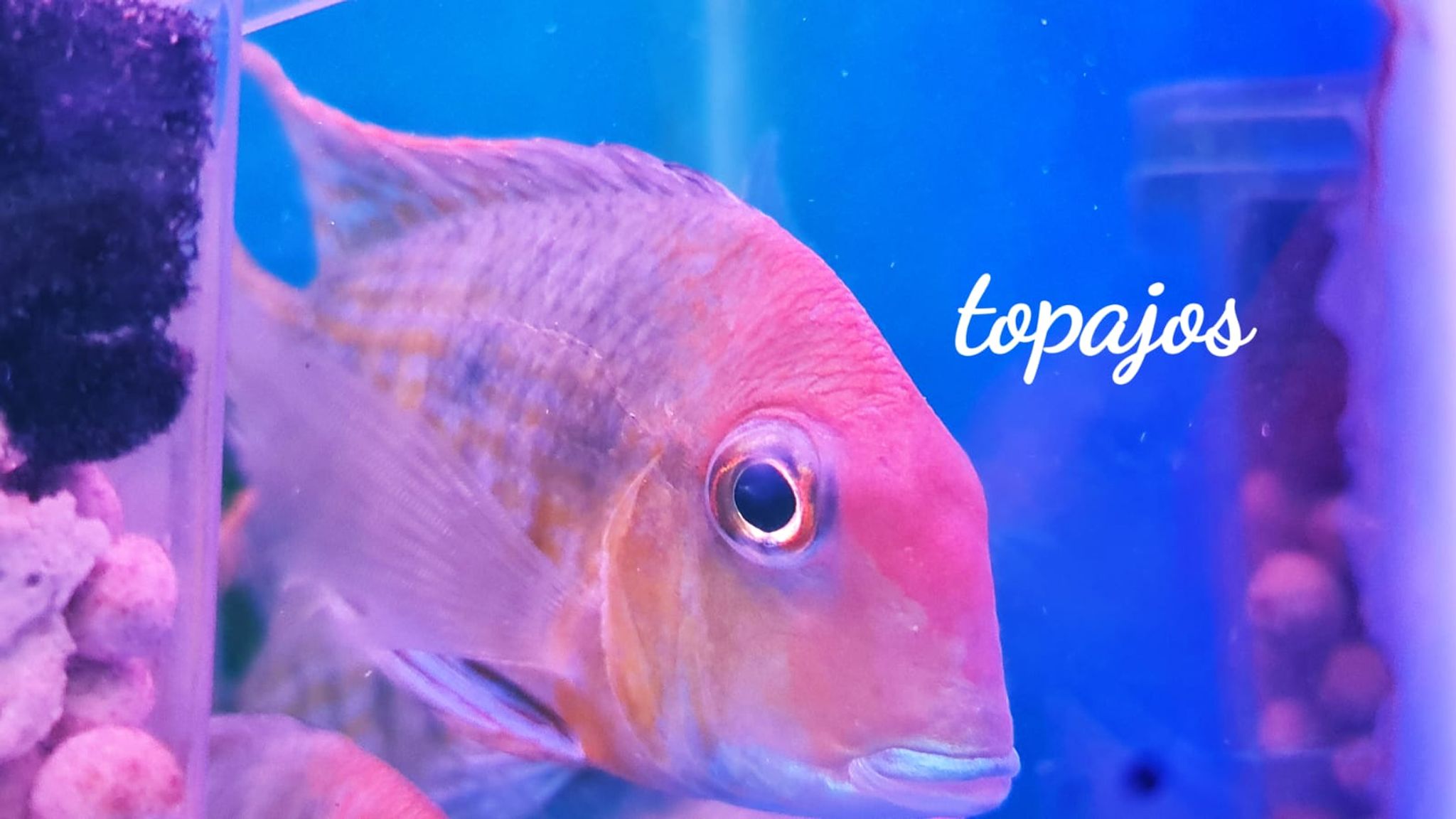 Red Head Tapajos