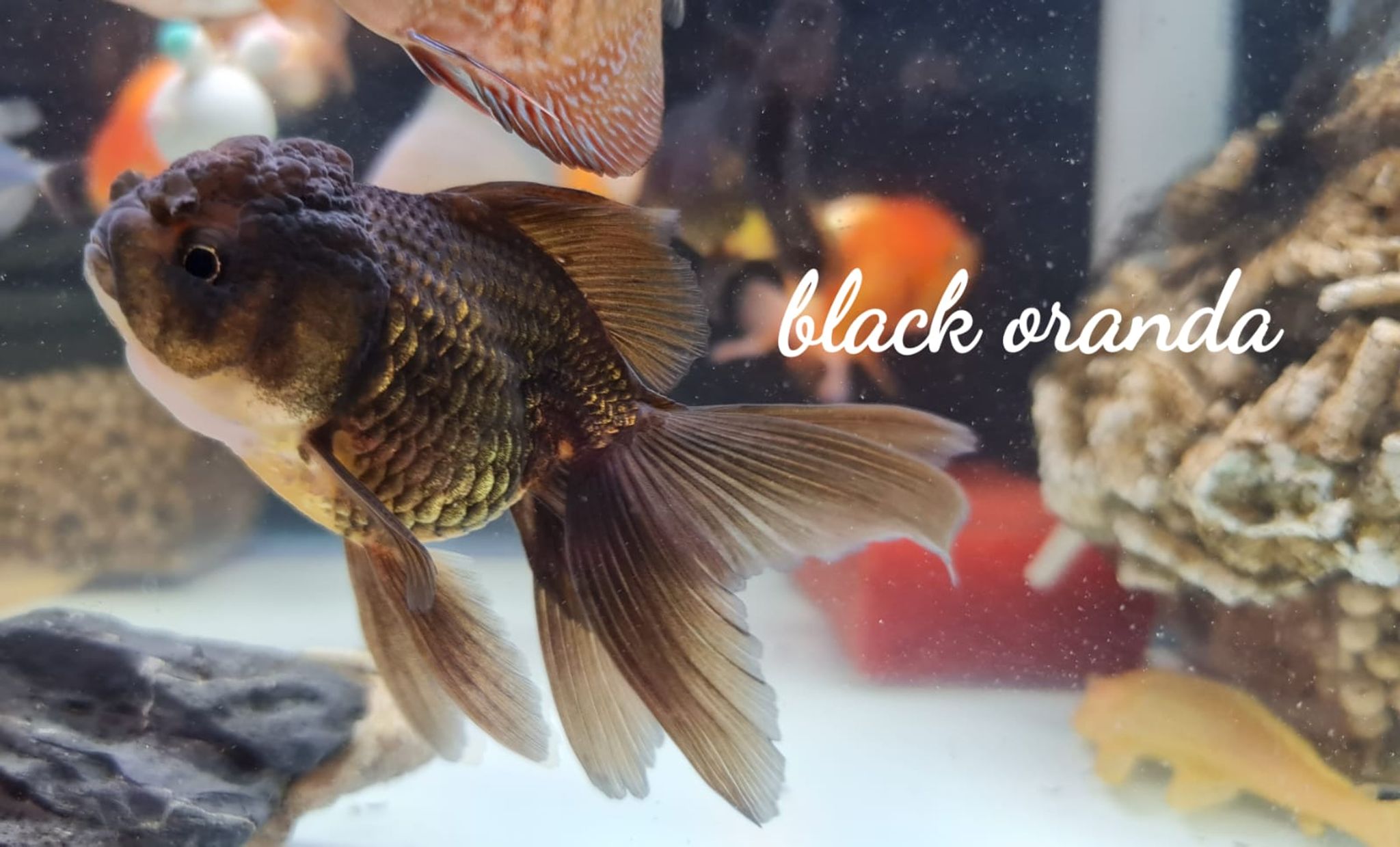 Black Oranda