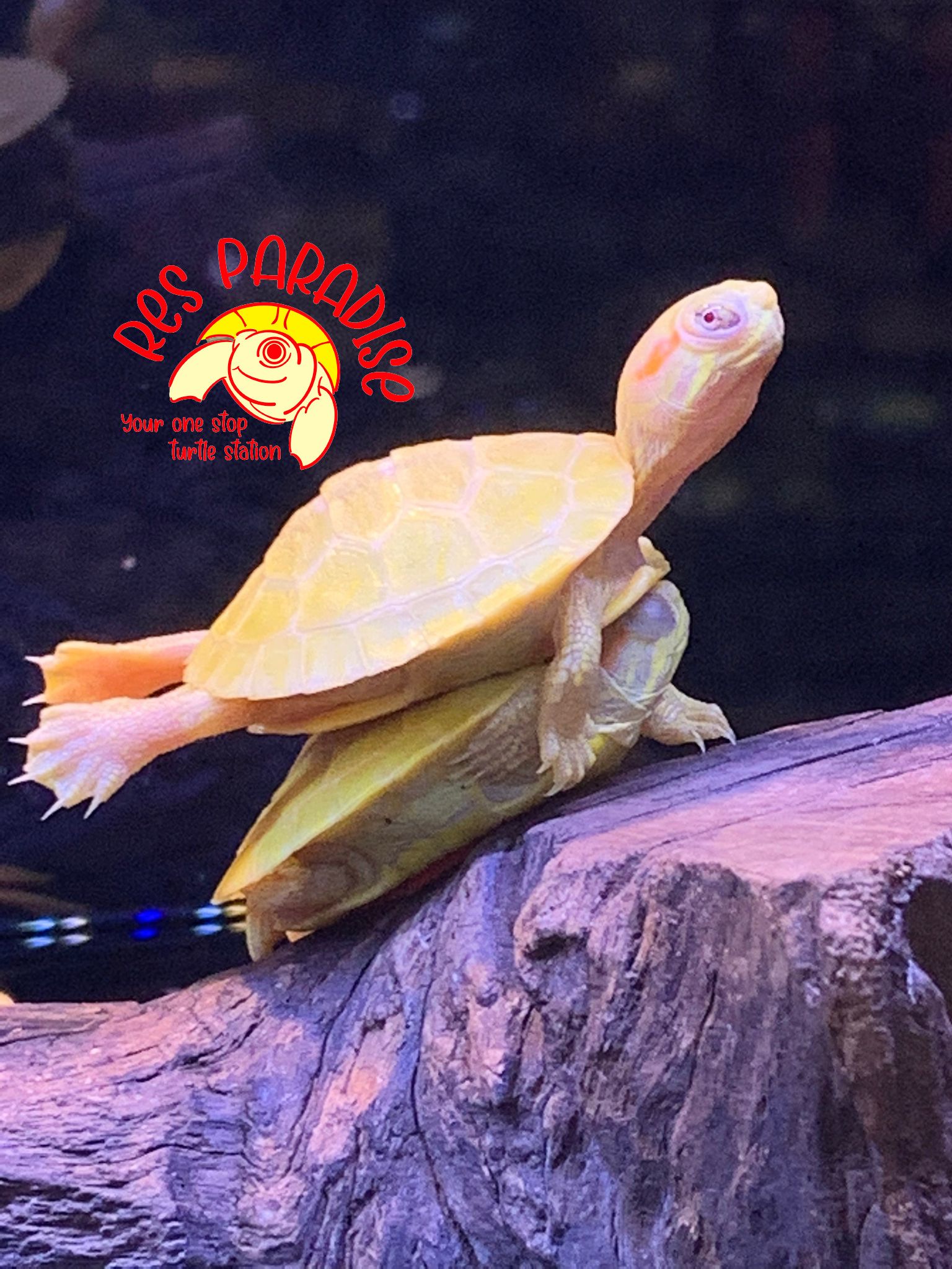 Albino Red Eared Slider Turtles