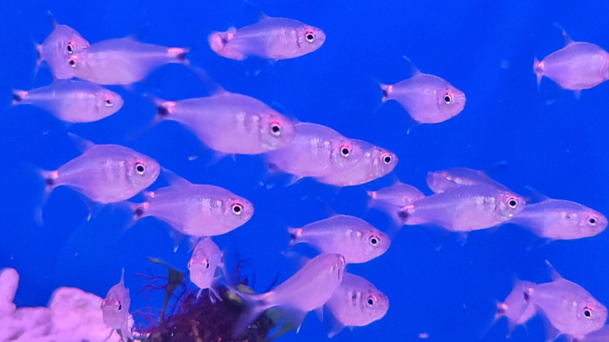 Kitty Tetra