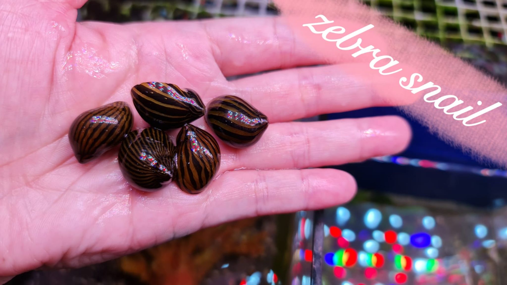 Zebra Snail