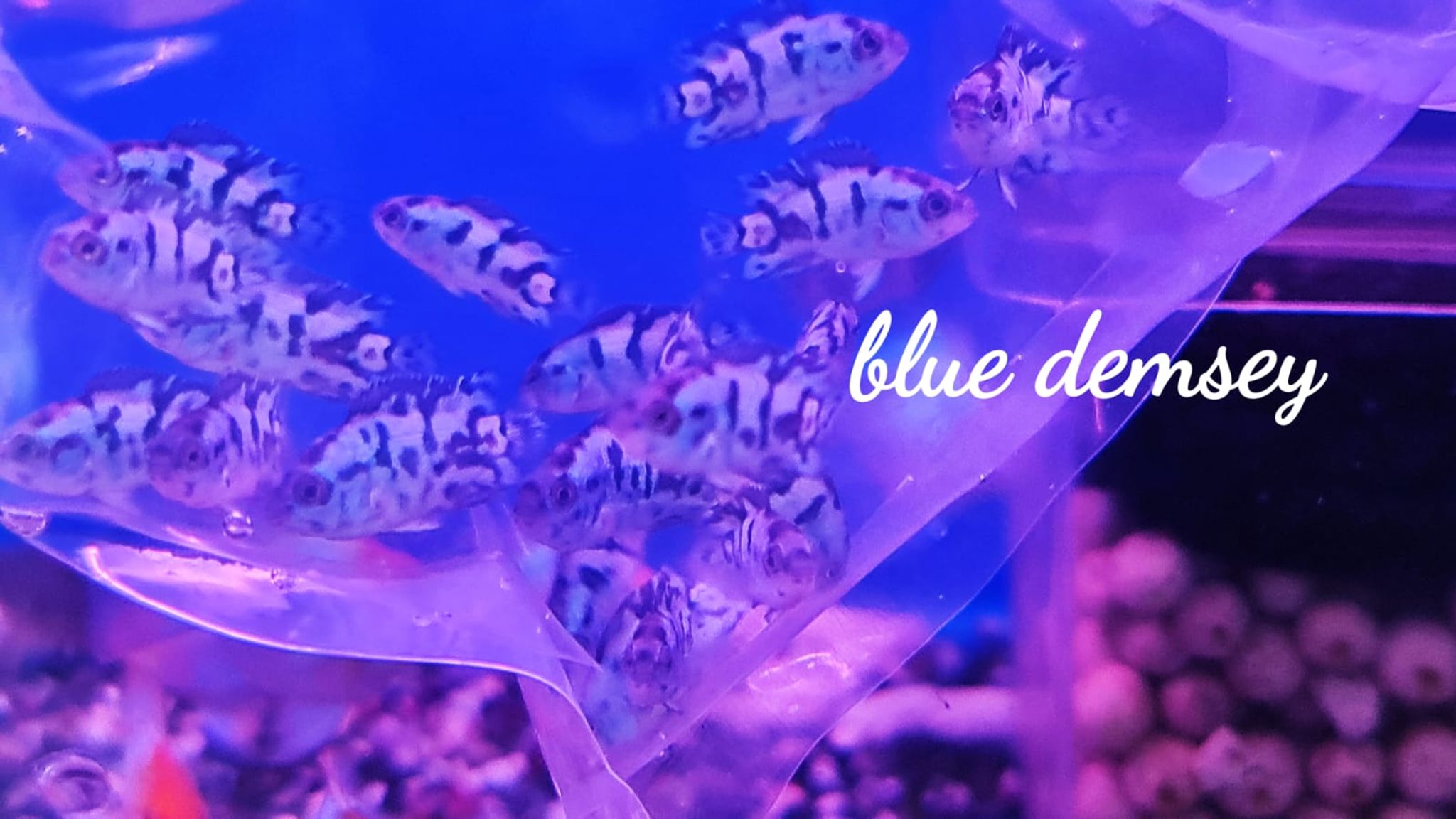 Blue Dempsey