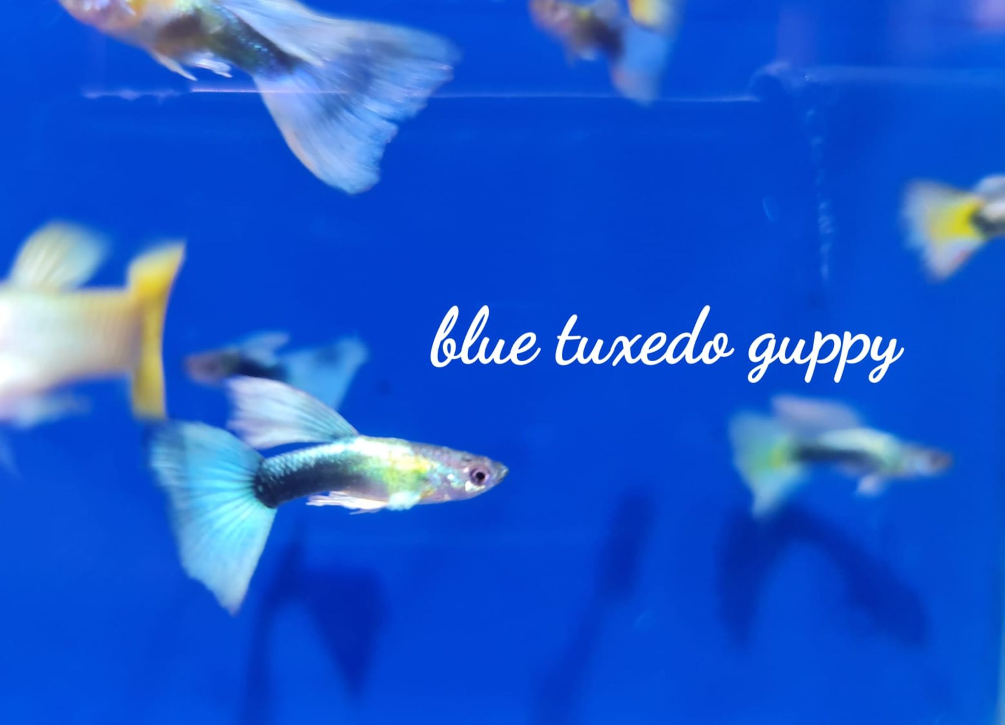 Blue Texedo Guppy (male)