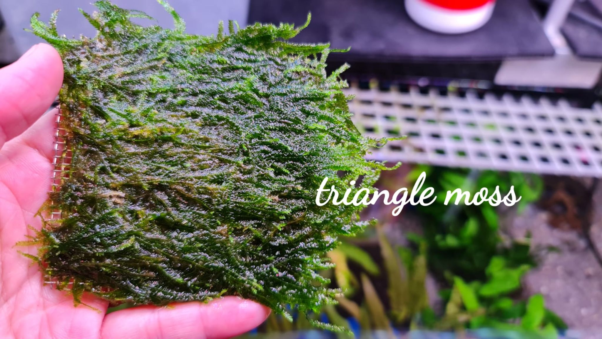 Triangle Moss on Wire Mesh (8x8cm)