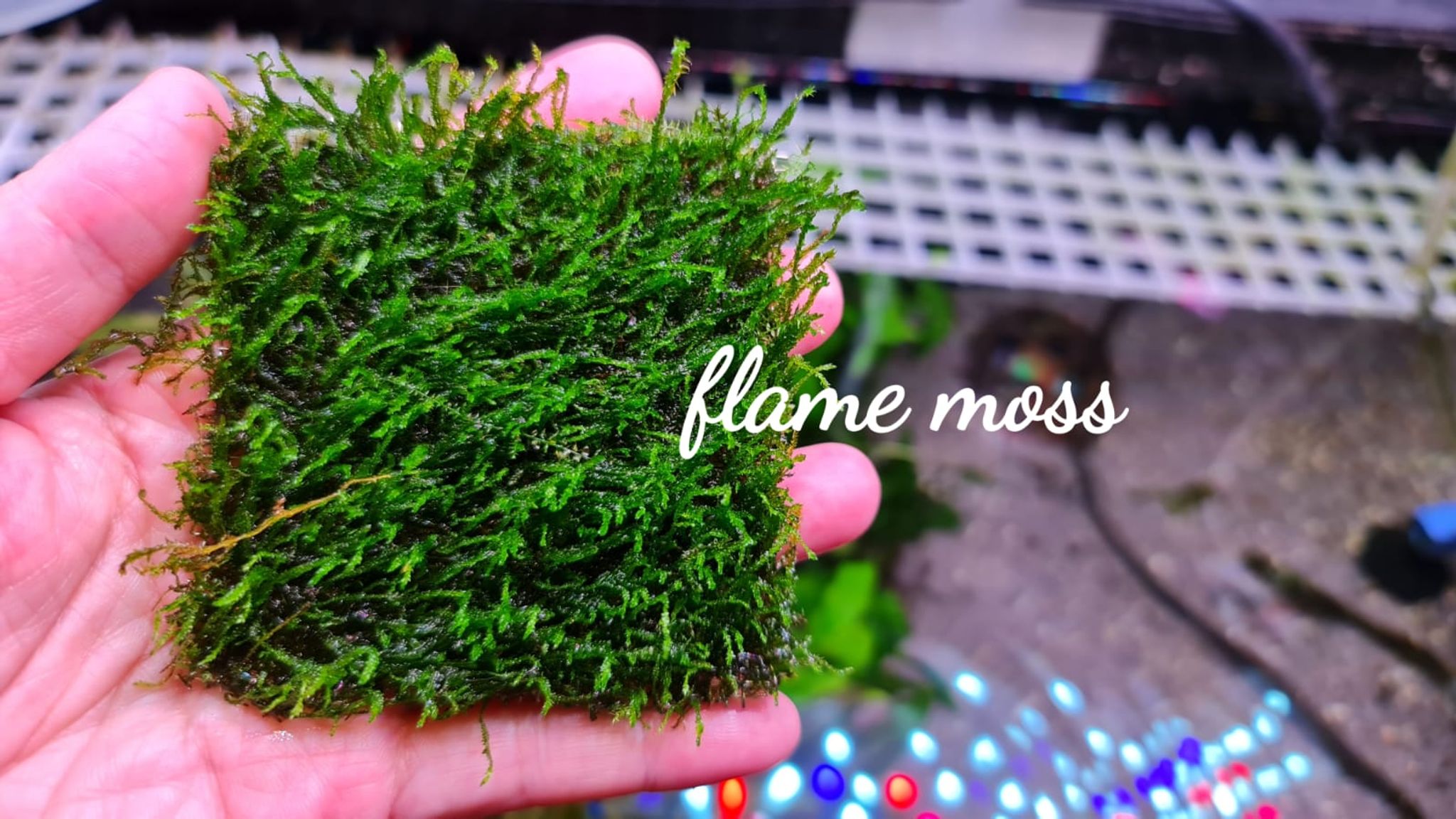 Flame Moss Care Guide: Light, CO2, Substrate and Growth Tips
