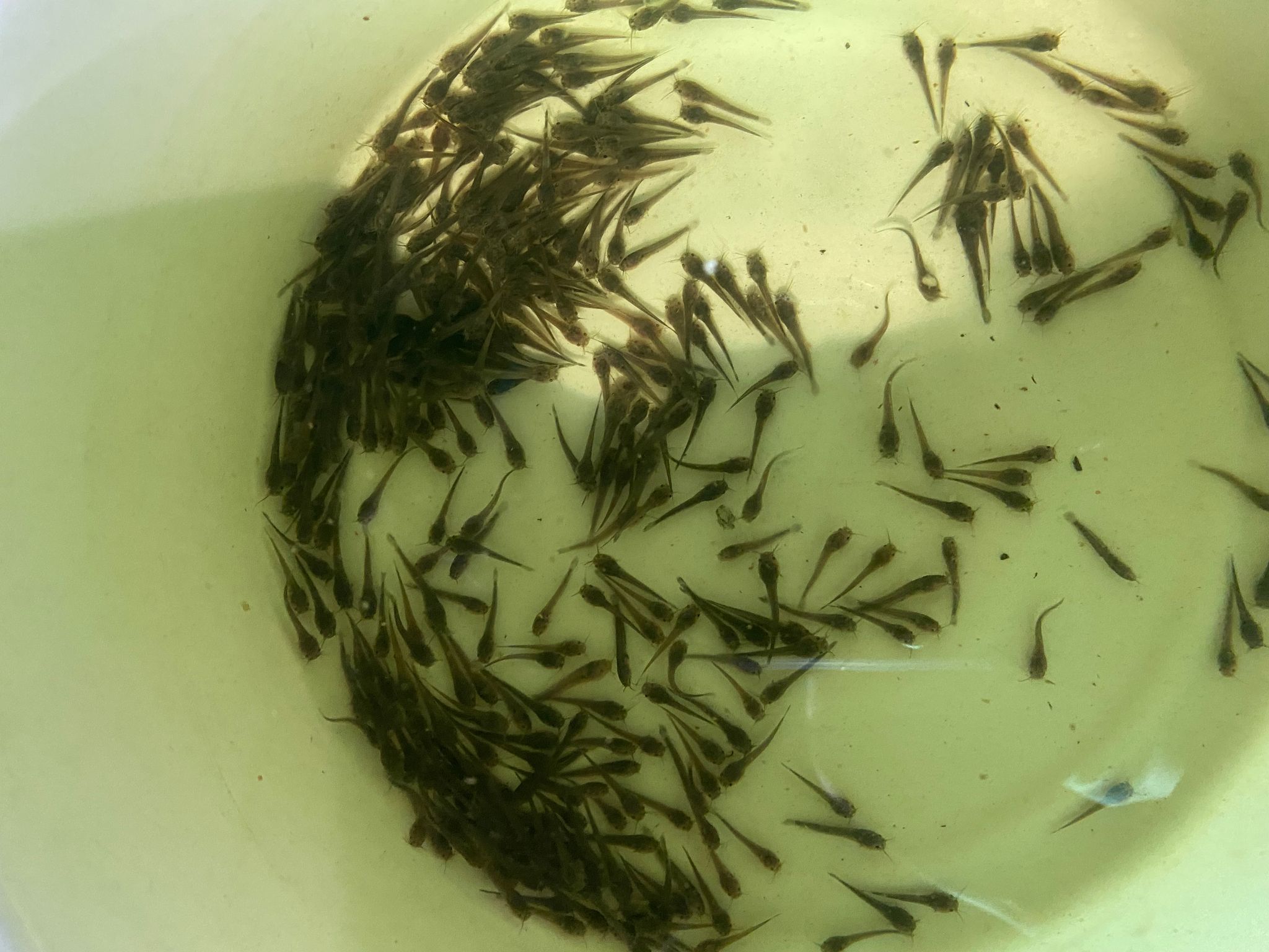 Tiny catfish (+- about 1cm only)