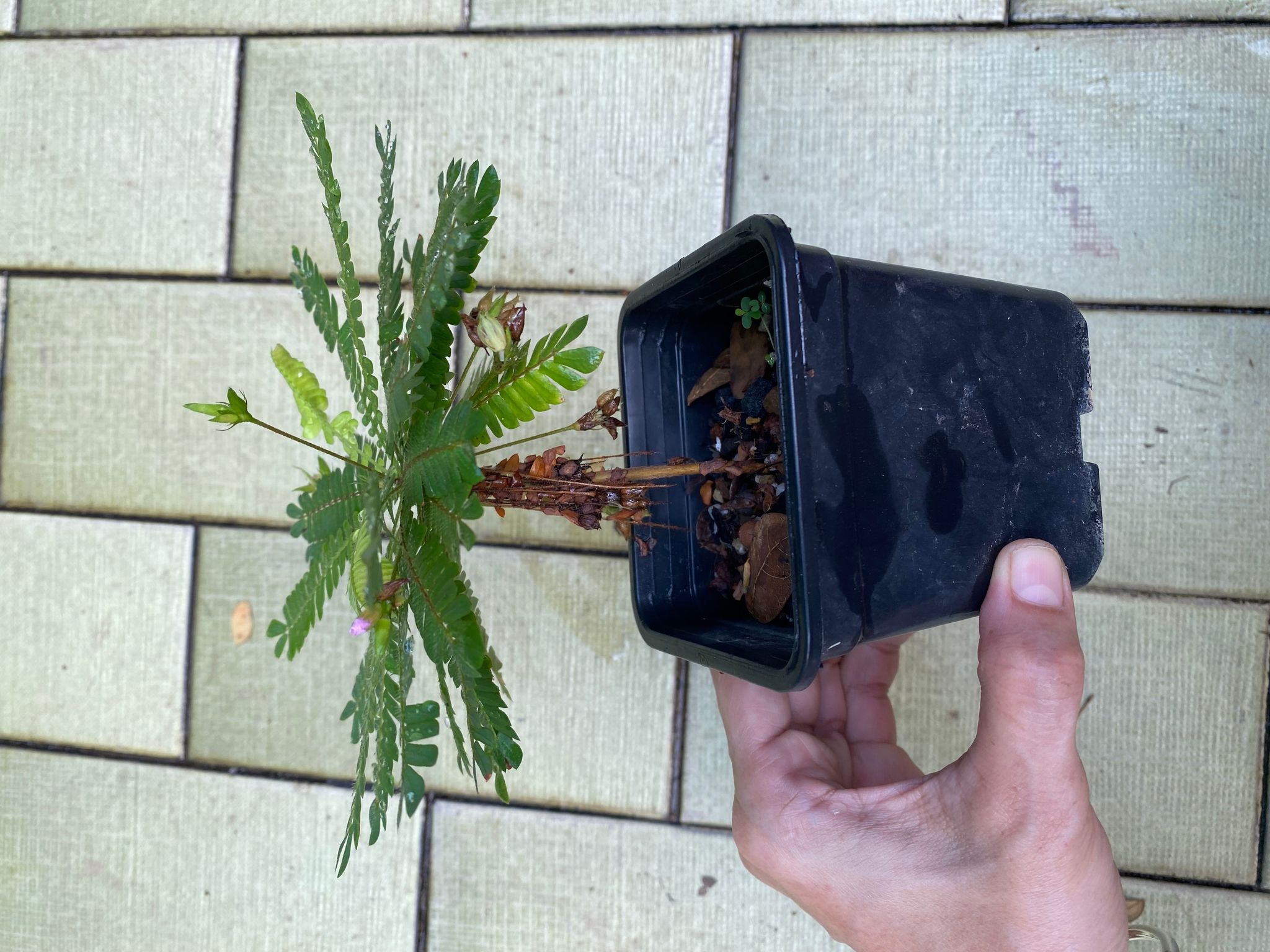Little tree plant Biophytum sensitivum terrarium